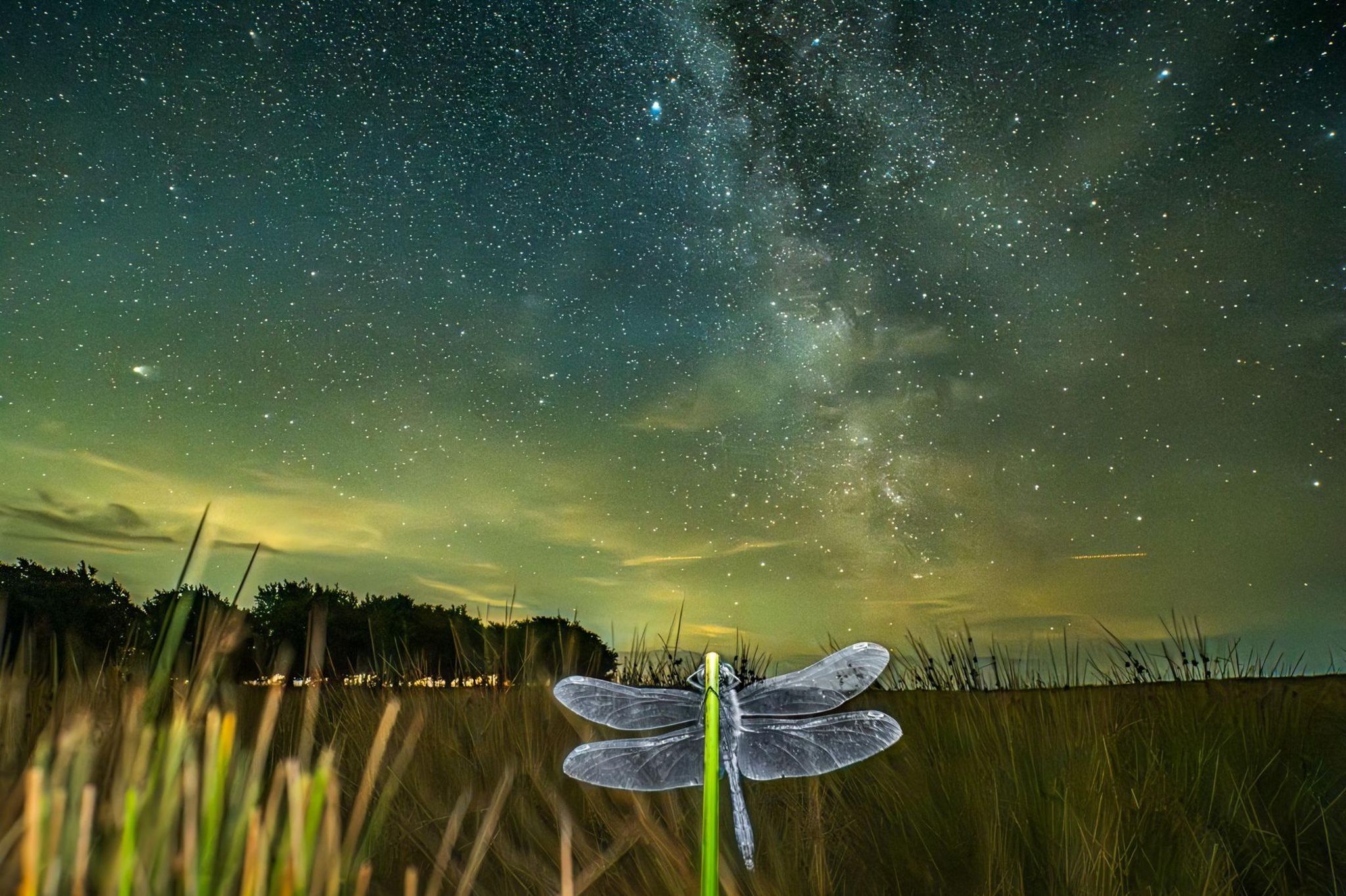 Dragonfly with Milky Way in the background