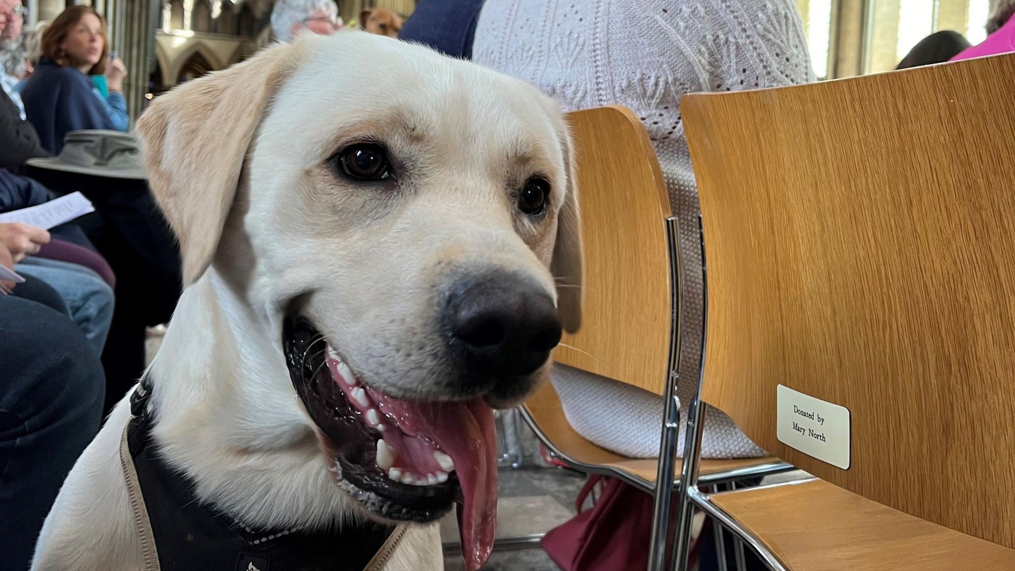 Bruce, a golden labrador, inside Salisbury Cathedral