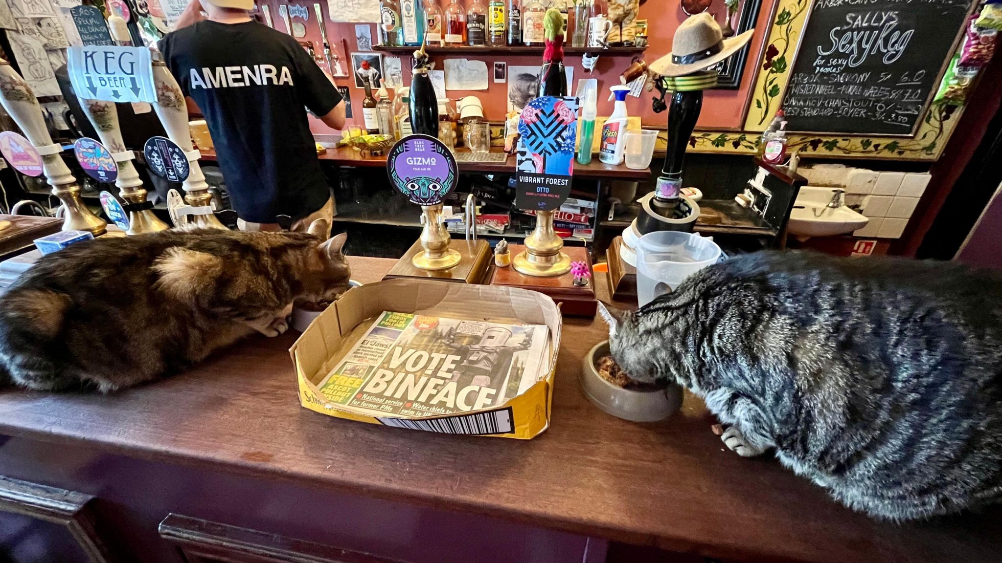 Two cats eat from their bowls on the bar at the Bag O'Nails pub in Bristol