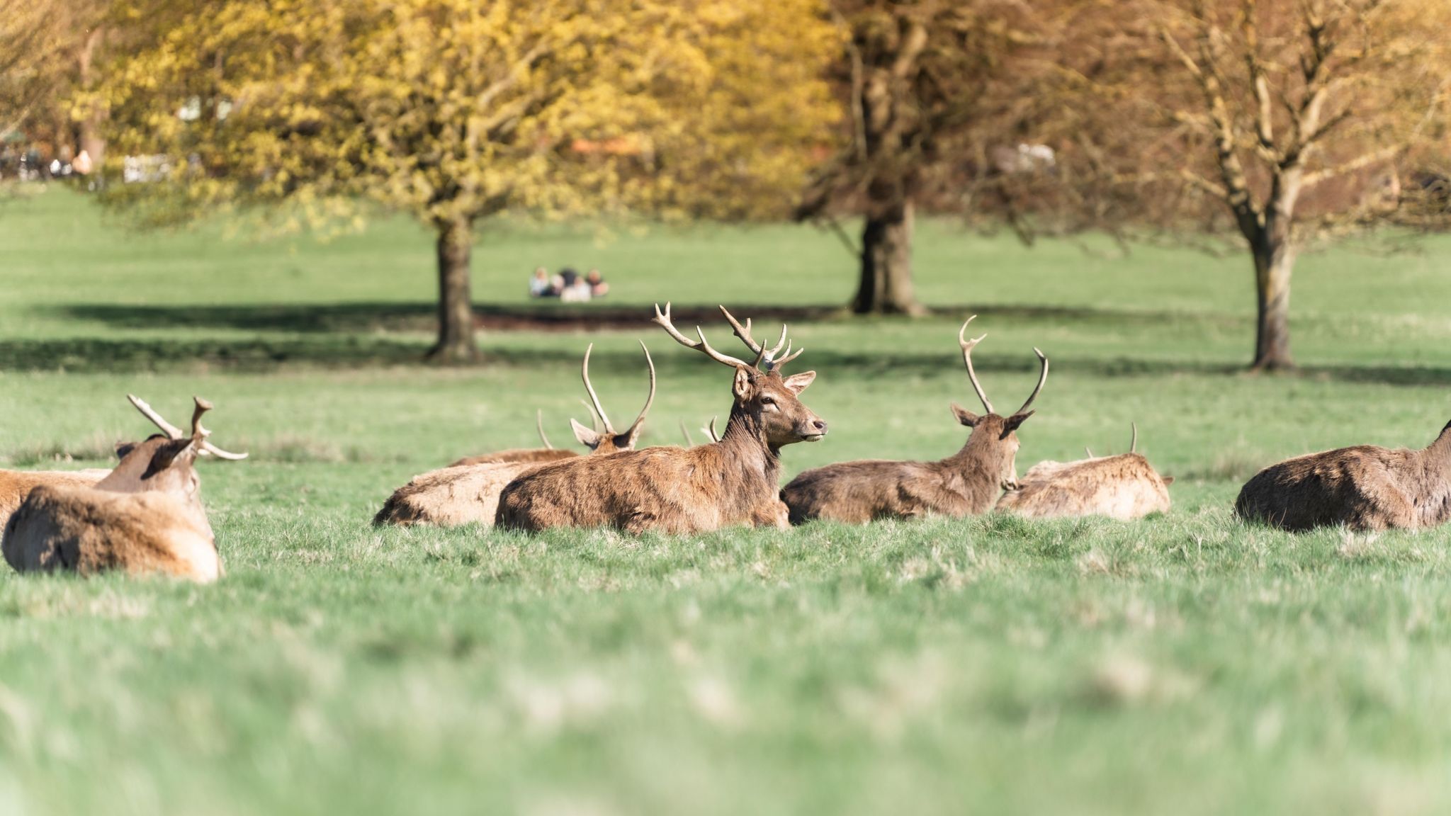 Deer sat in a field. 