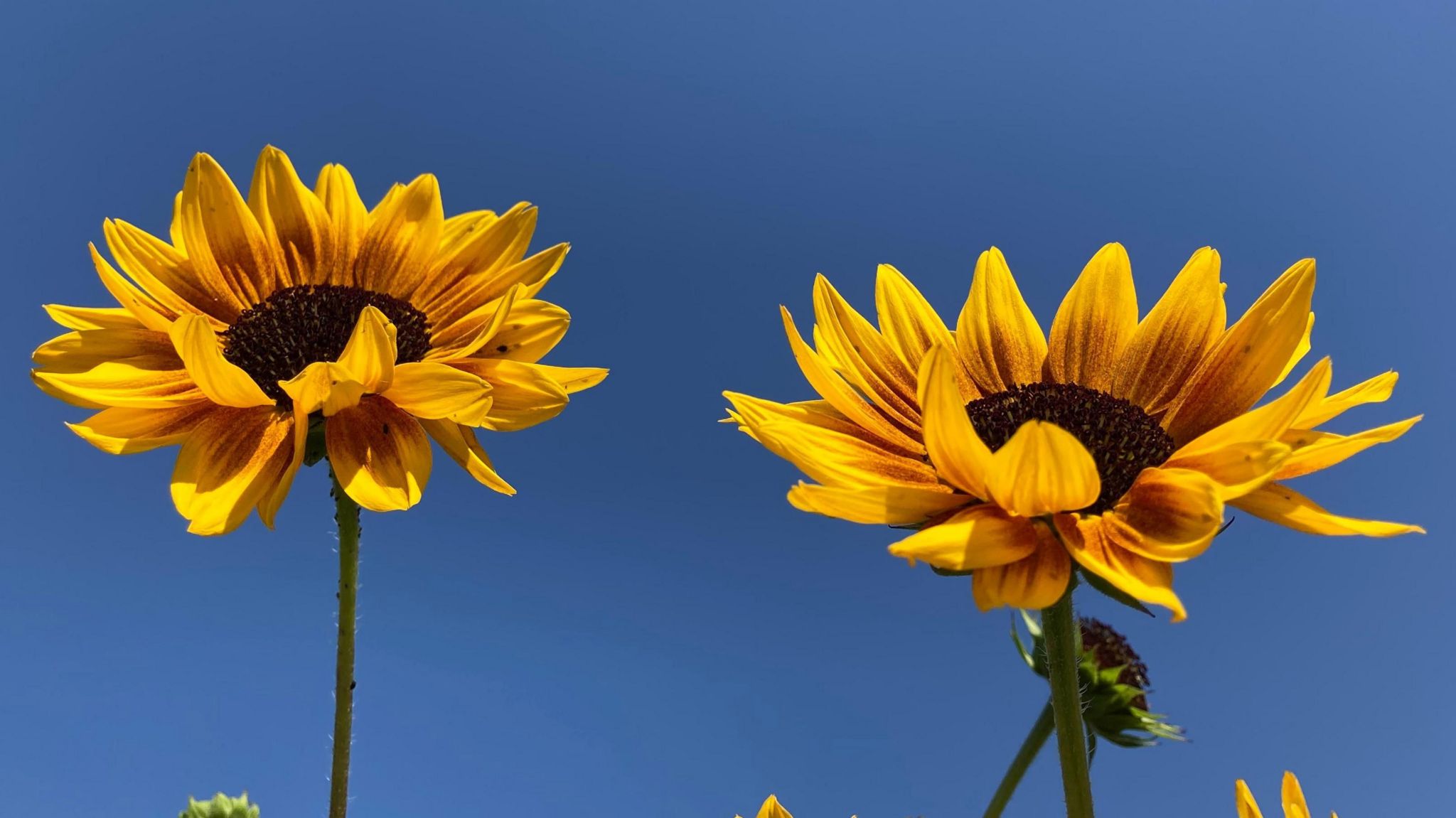 Two sunflowers with their brown centred yellow-petalled heads turned up to the cloudless blue sky