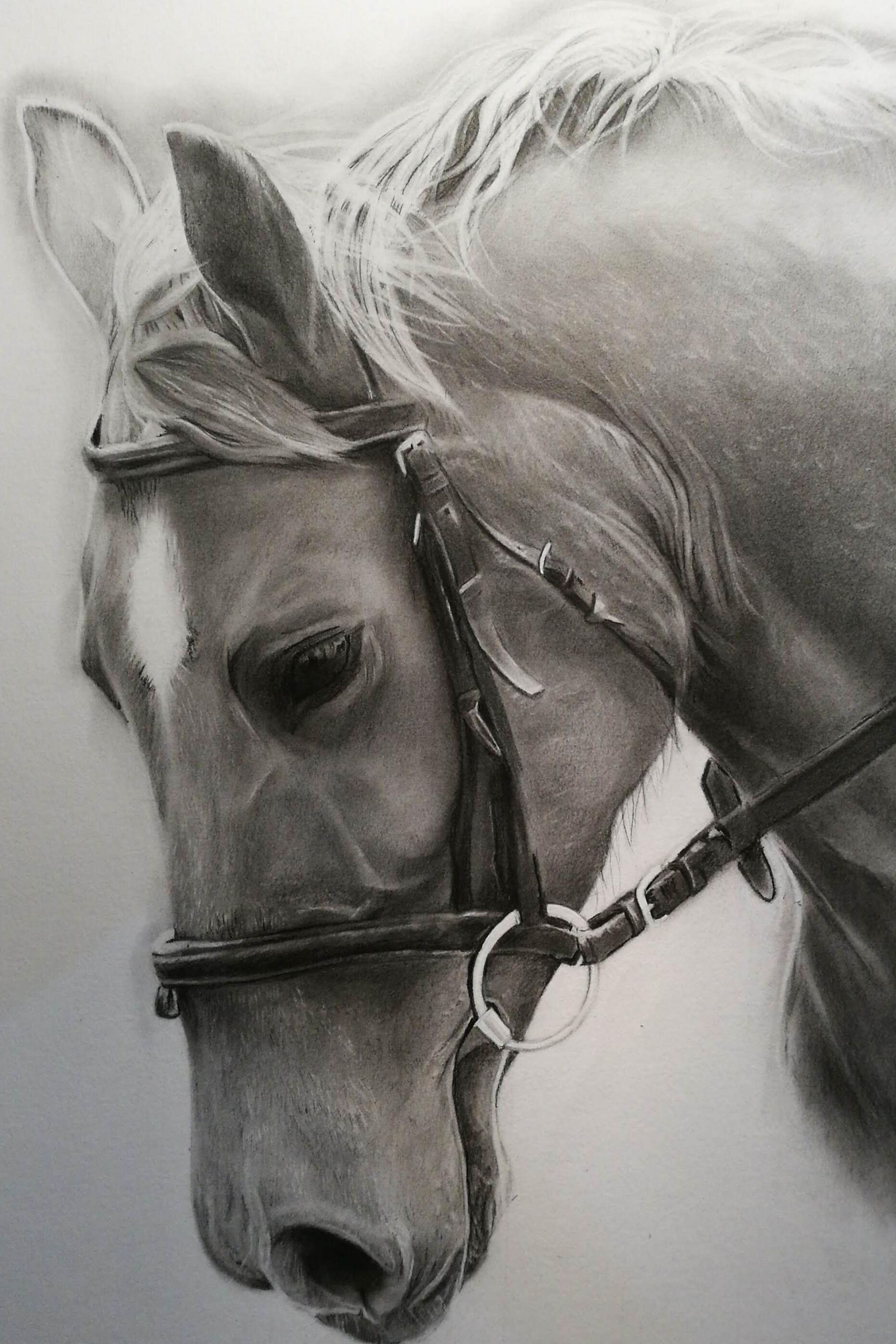 A photorealistic drawing of a horse
