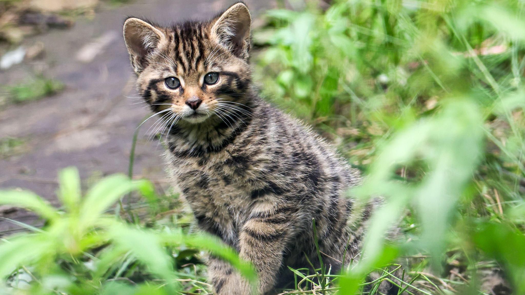 A wildcat kitten