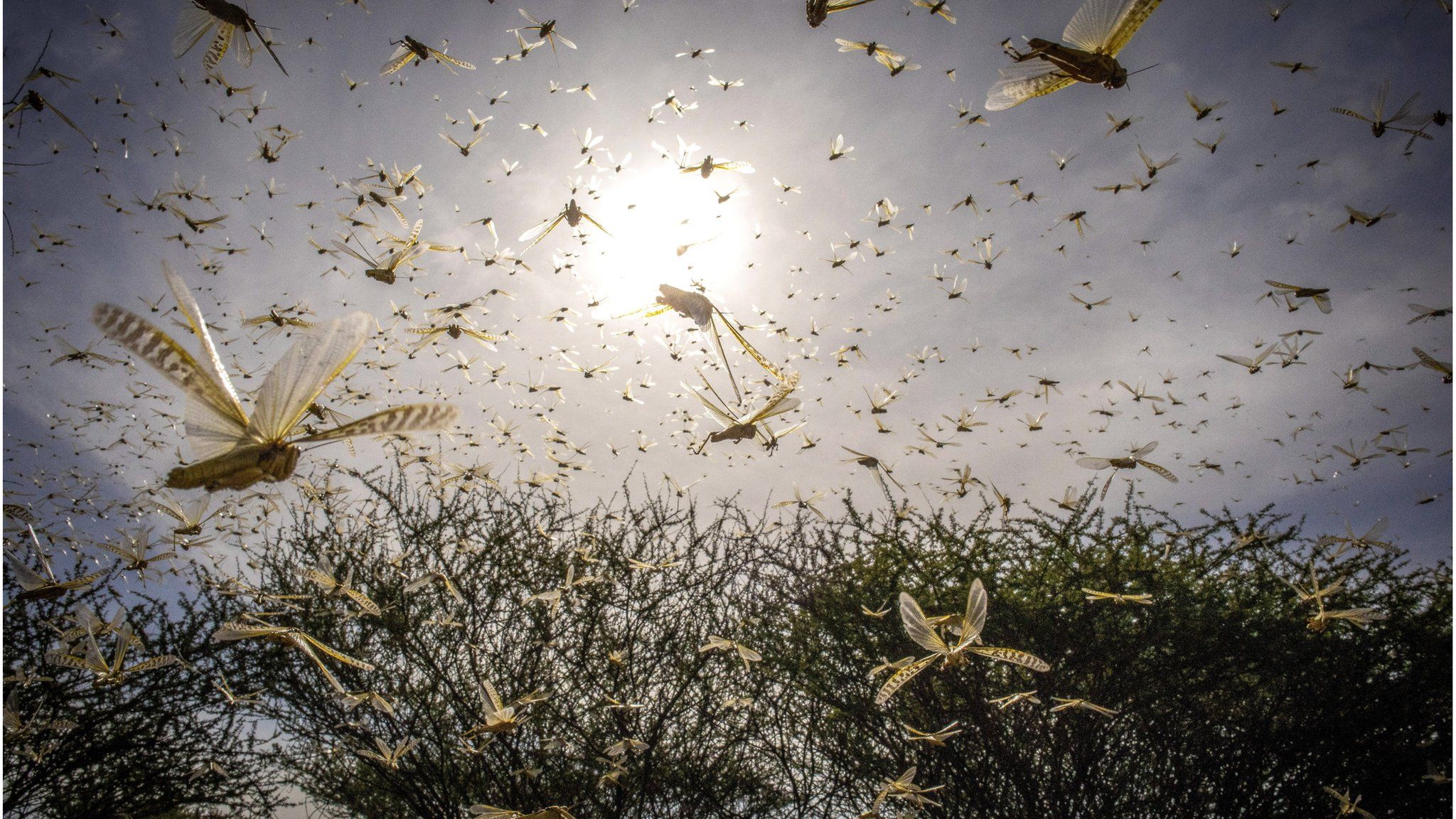 A UN Food and Agriculture Organization handout photo of locusts swarms in East Africa, January 2020