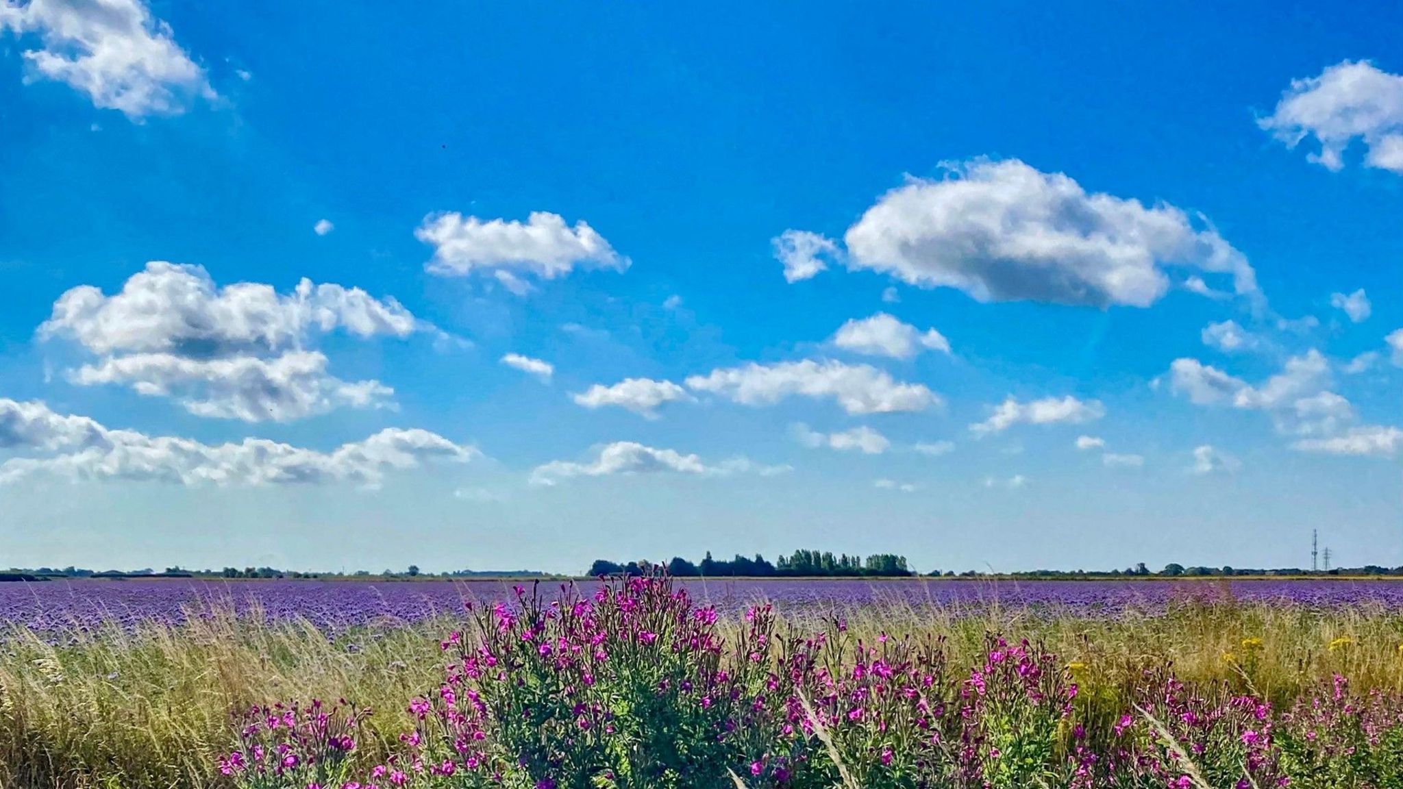 A purple field full of lavender under a bright blue sky with some white fluffy clouds