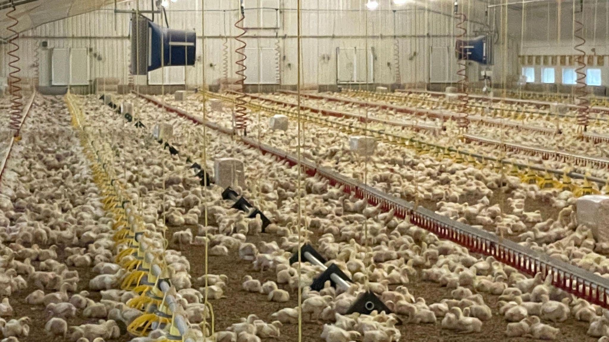 Chickens being produced in a large unit