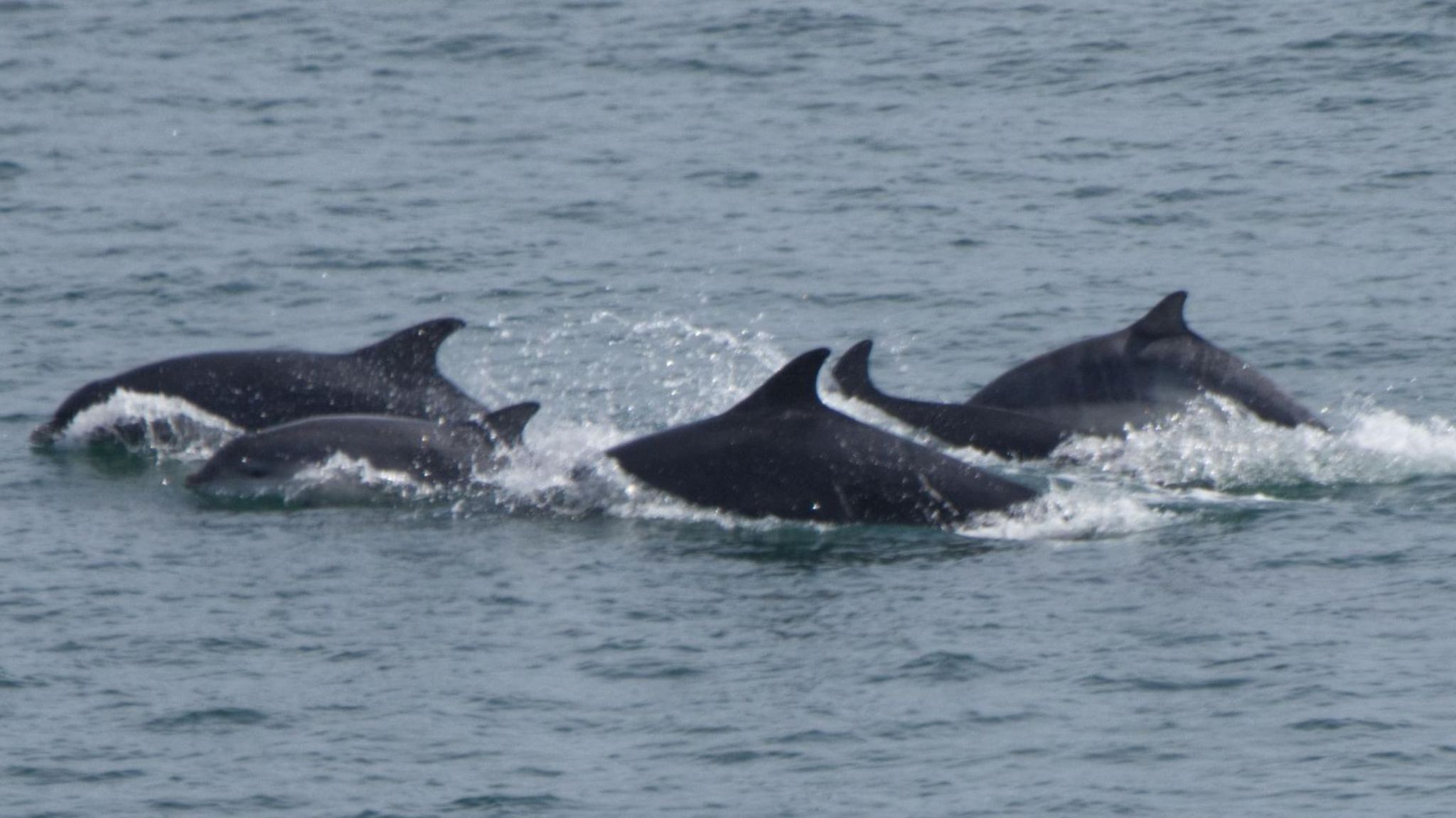 A group five dark-grey dolphins swimming together in the sea off the Yorkshire coast