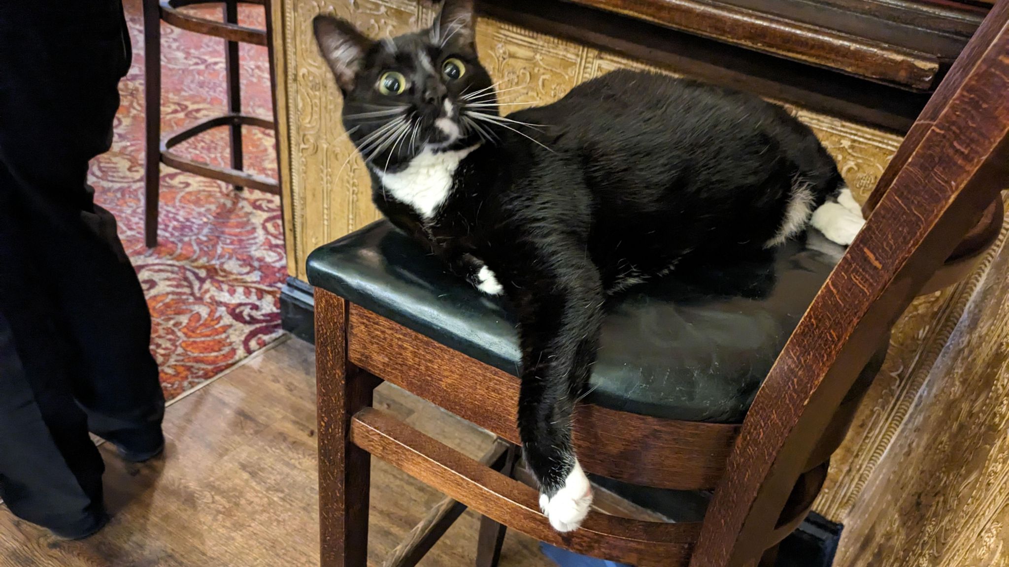 A black and white cat lying on a bar stool, looking up with wide eyes