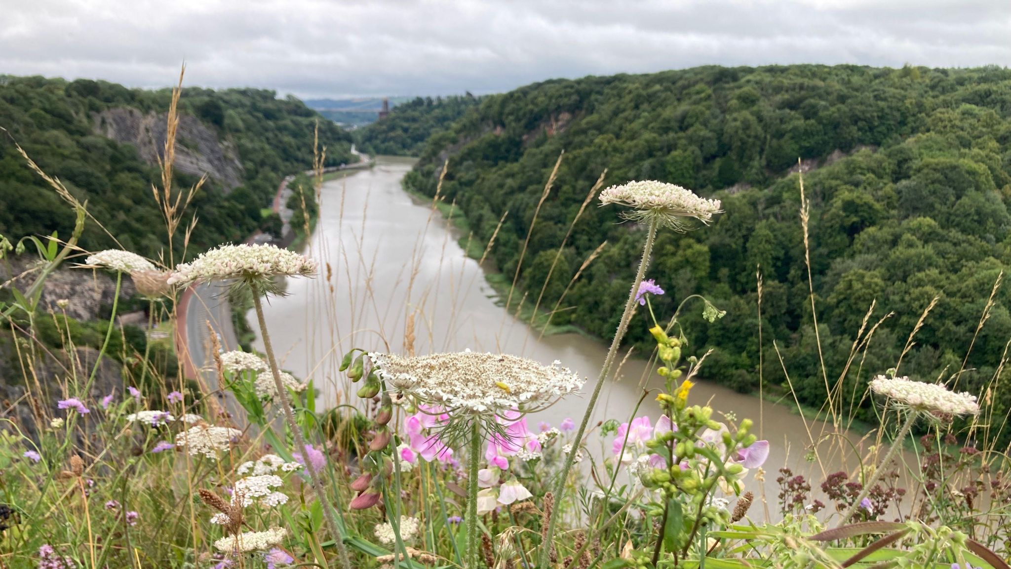 Avon Gorge, photographed from above. Wildflowers are in the foreground of the picture, with the river stretching out into the distance. 