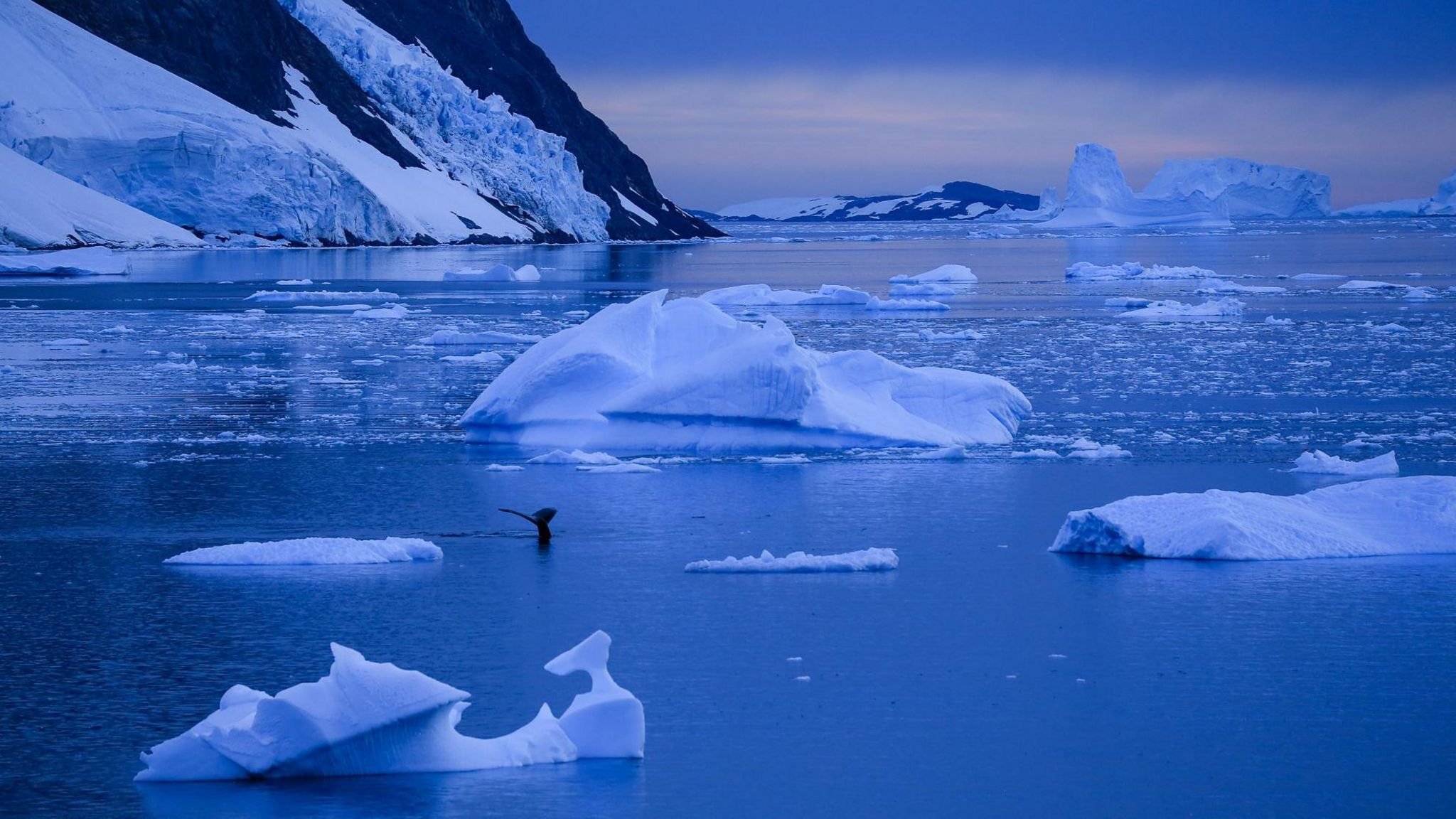 Sea ice and a whale in the waters around the coast of the Antarctic Peninsula  