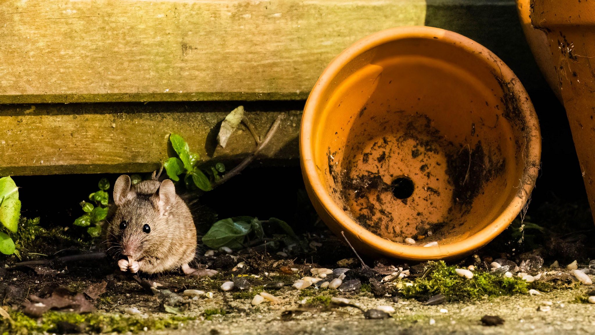 A photograph of a mouse next to an overturned garden pot