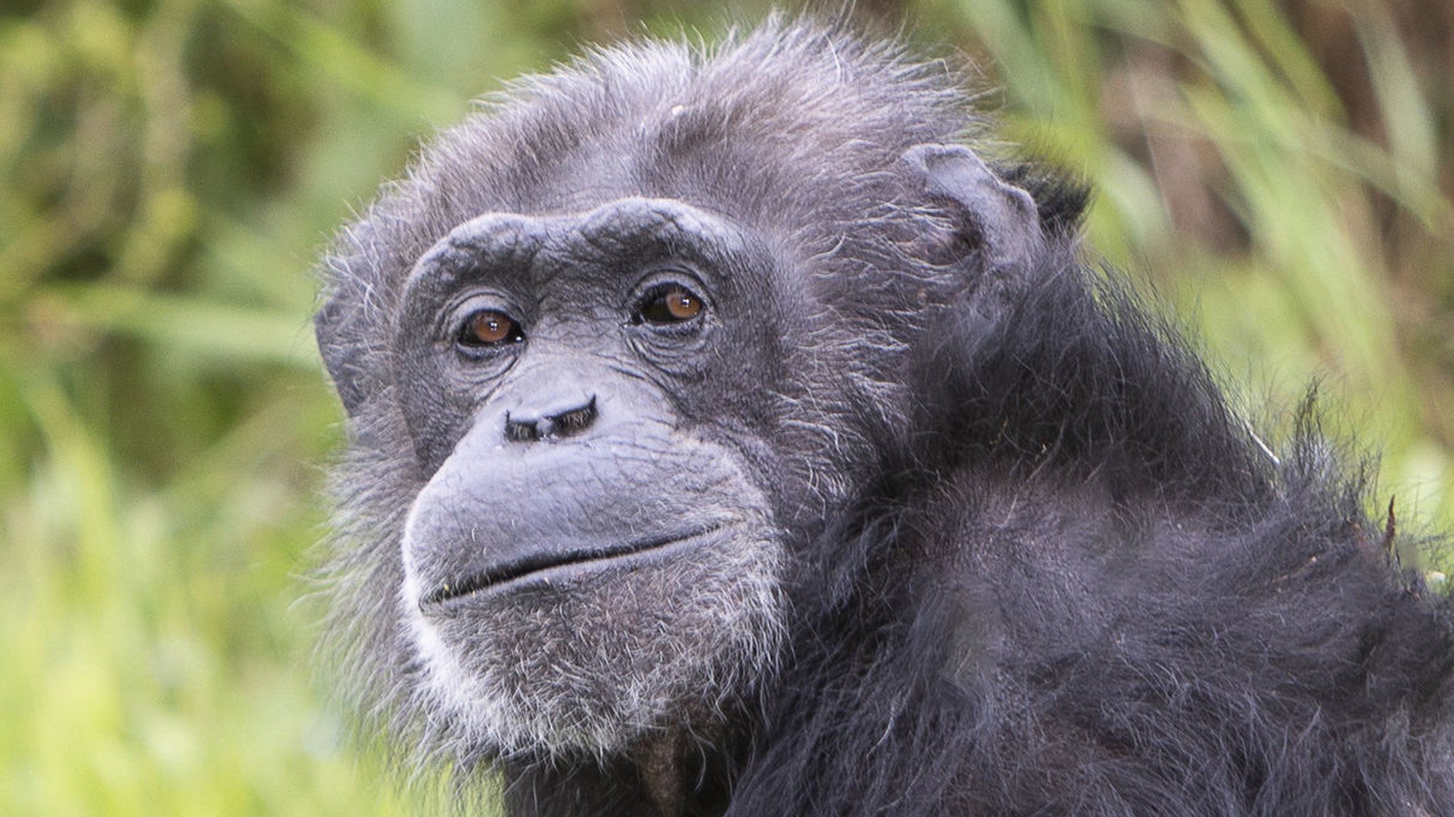 Koko the chimpanzee is smiling.