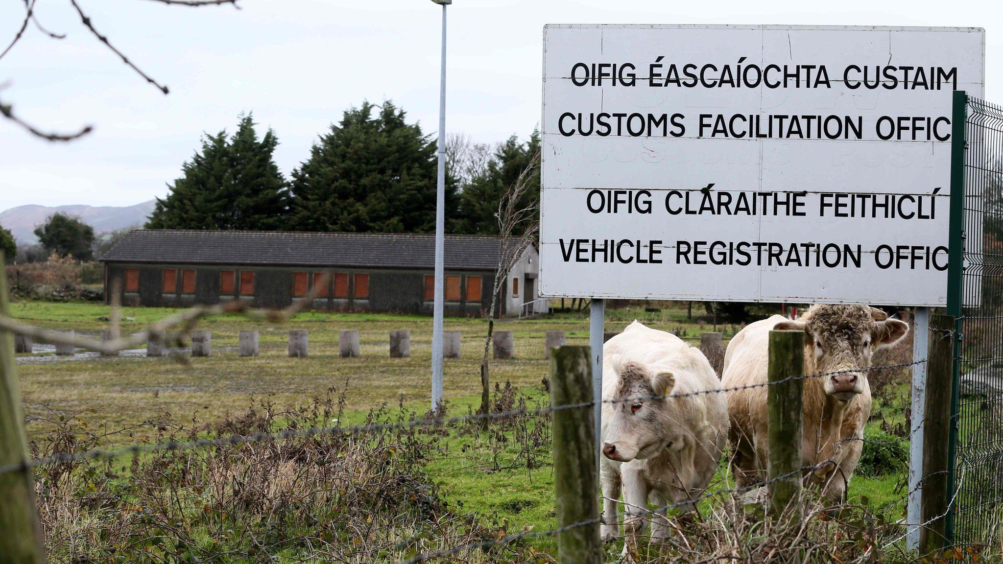 Cows near a disused border post in Ireland