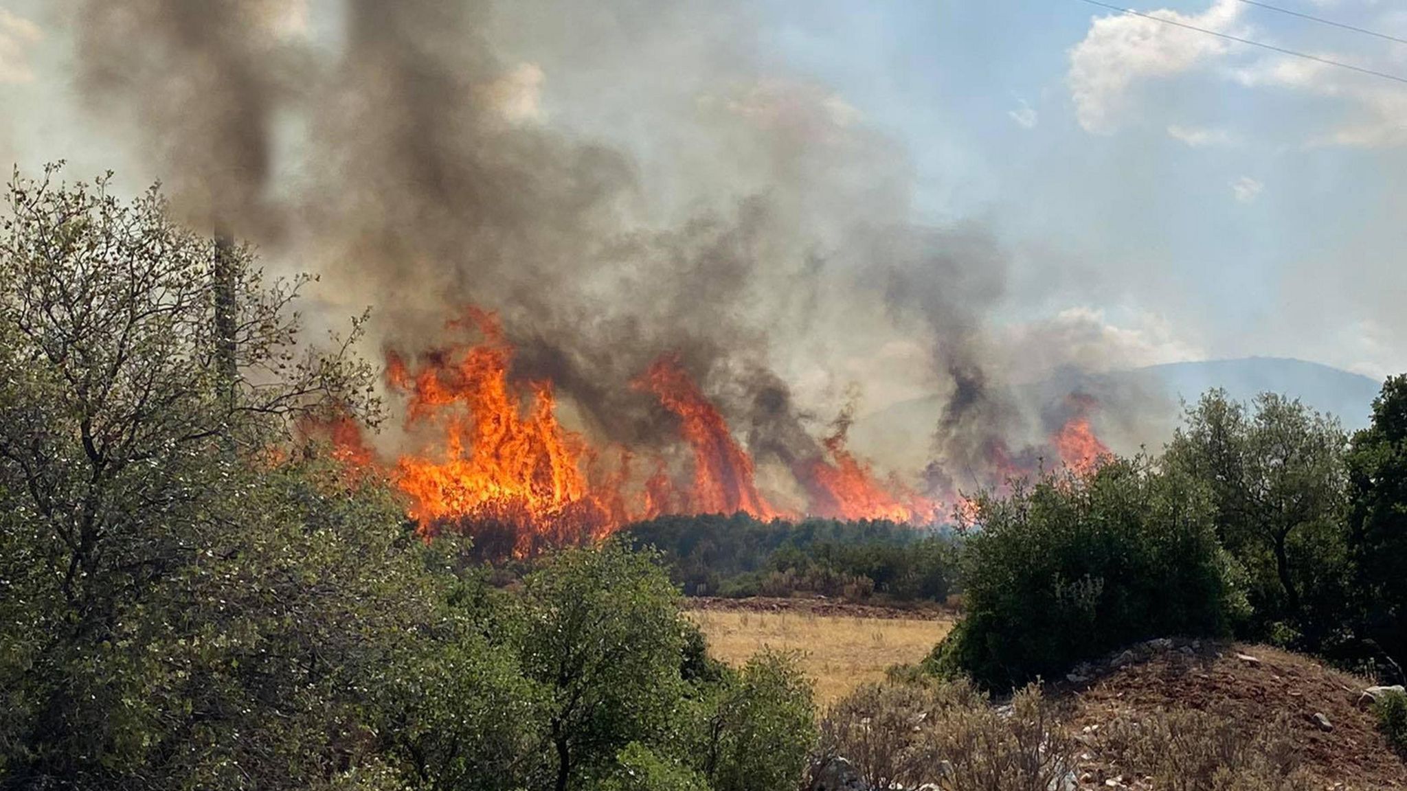 Olive trees burning in wildfires in a Peloponnese village in Greece