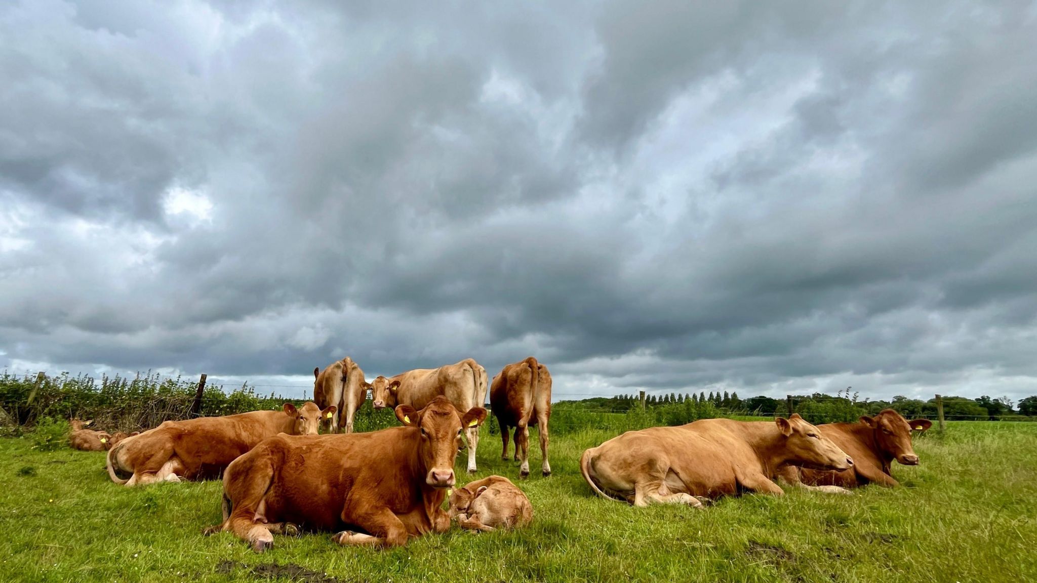 TUESDAY - Cows lying in a field under a grey sky inFaringdon