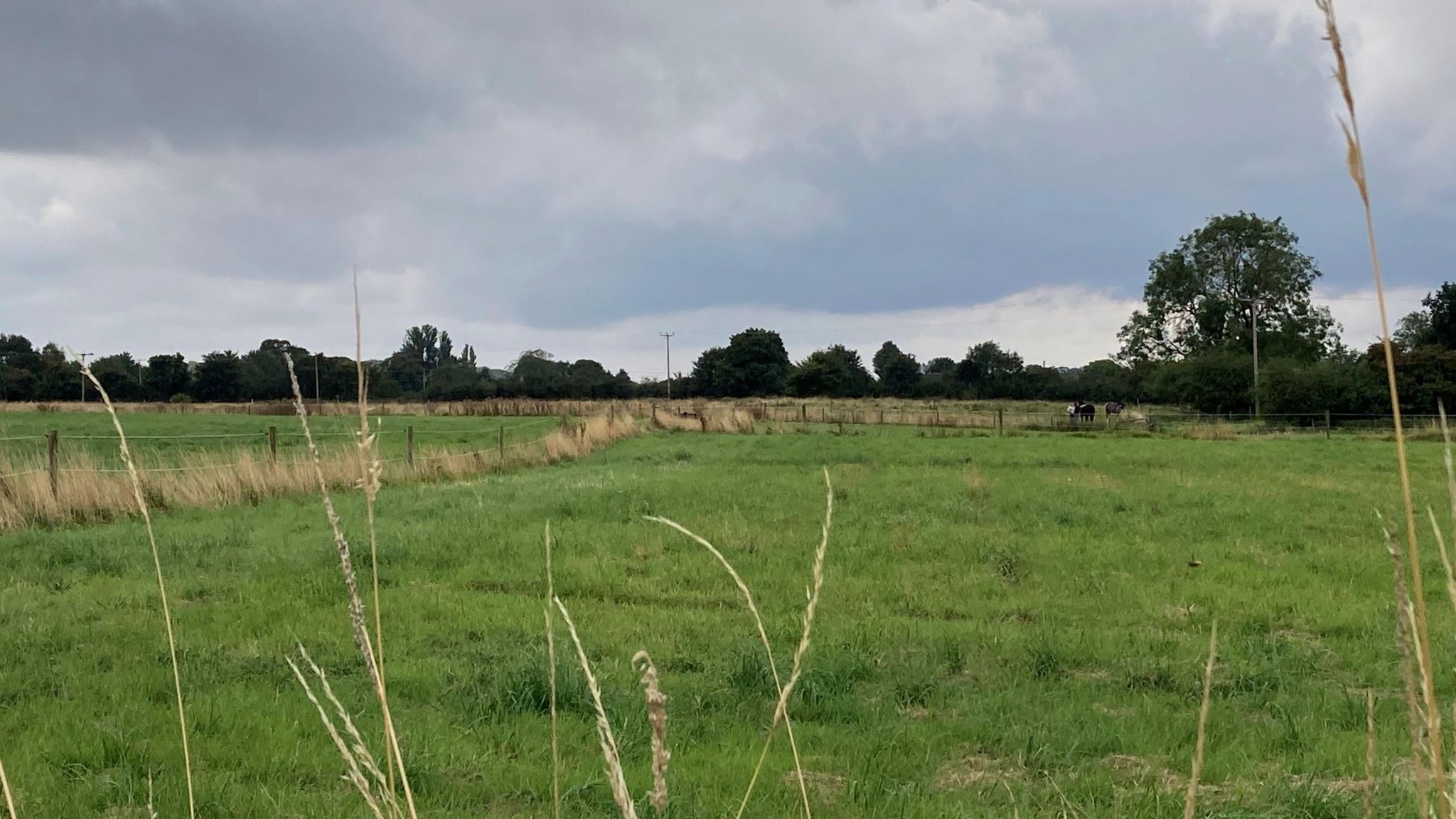 A paddock with a farm building in the background and trees on the horizon