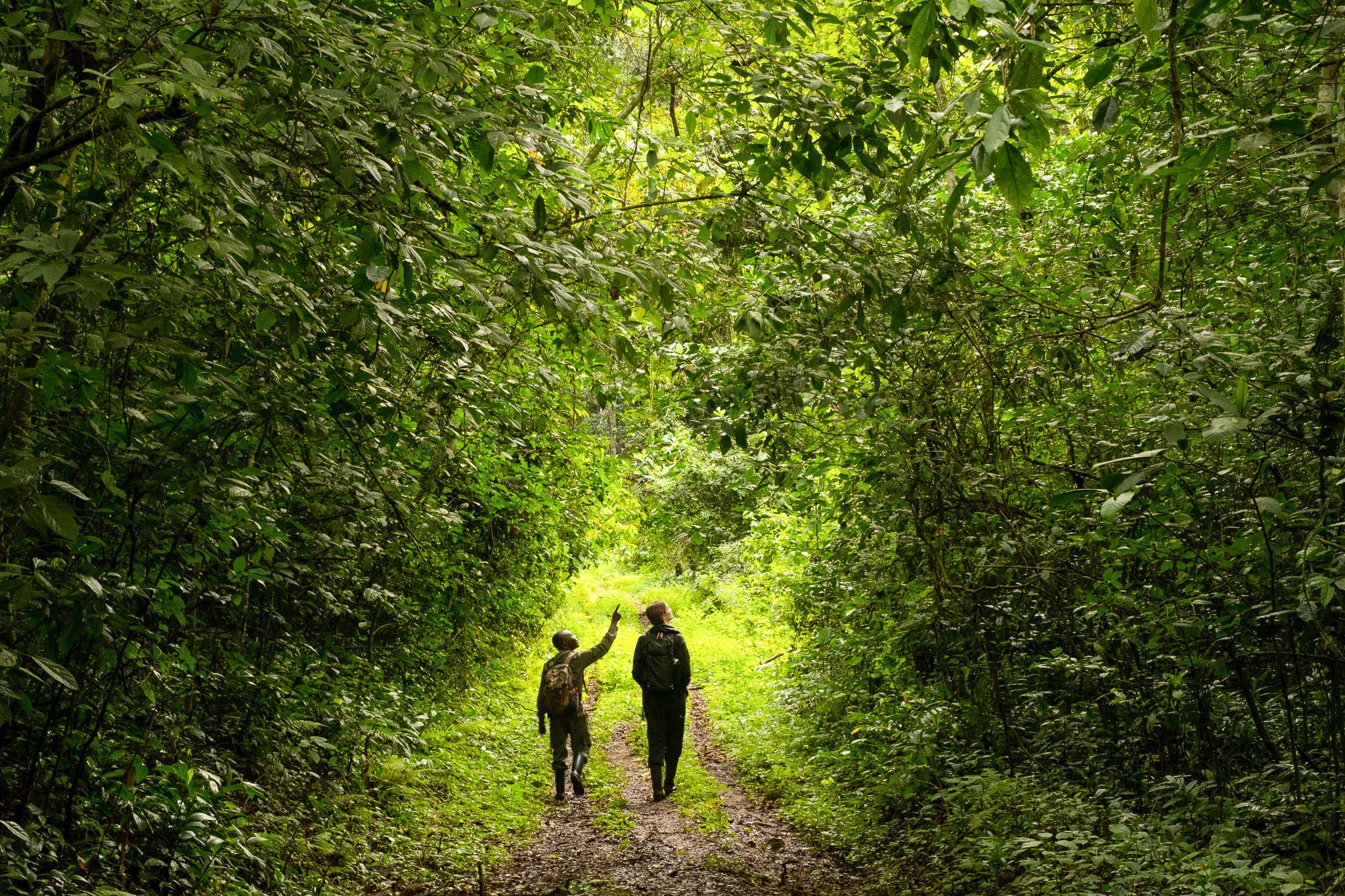 Researchers walk through a forest in Uganda