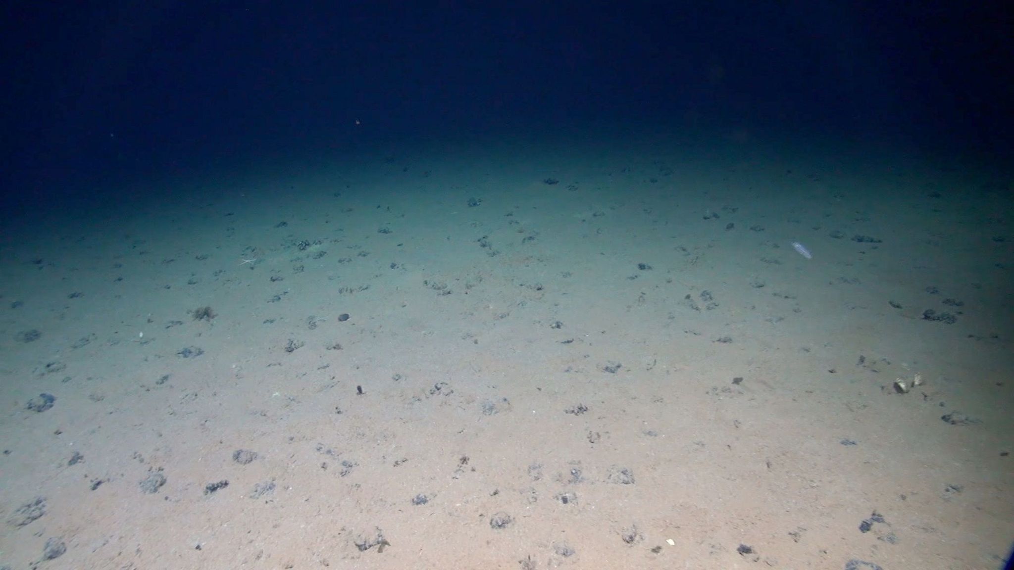 Metallic nodules on the Pacific seafloor at 4,000m depth