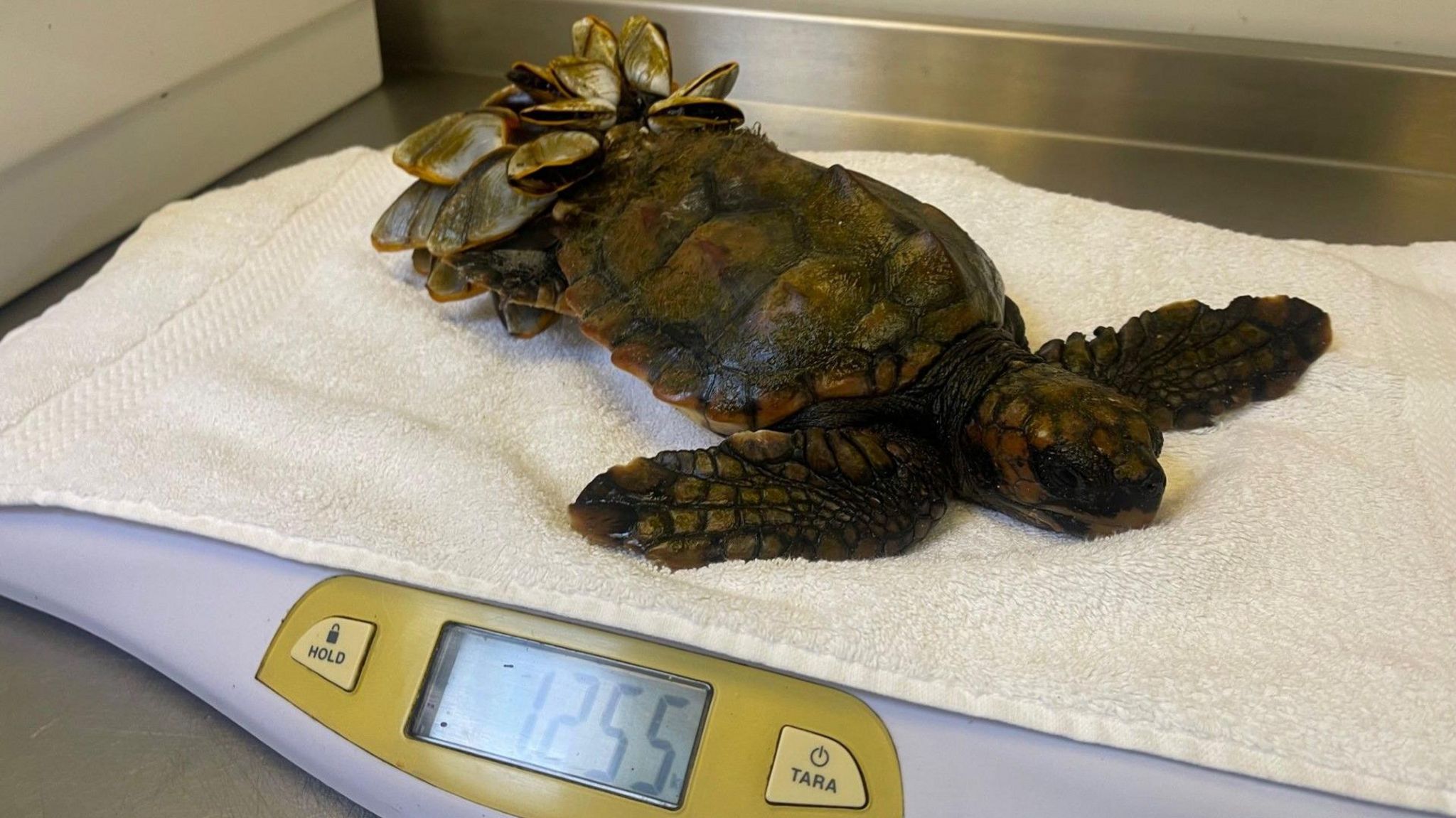 A loggerhead turtle being weighed