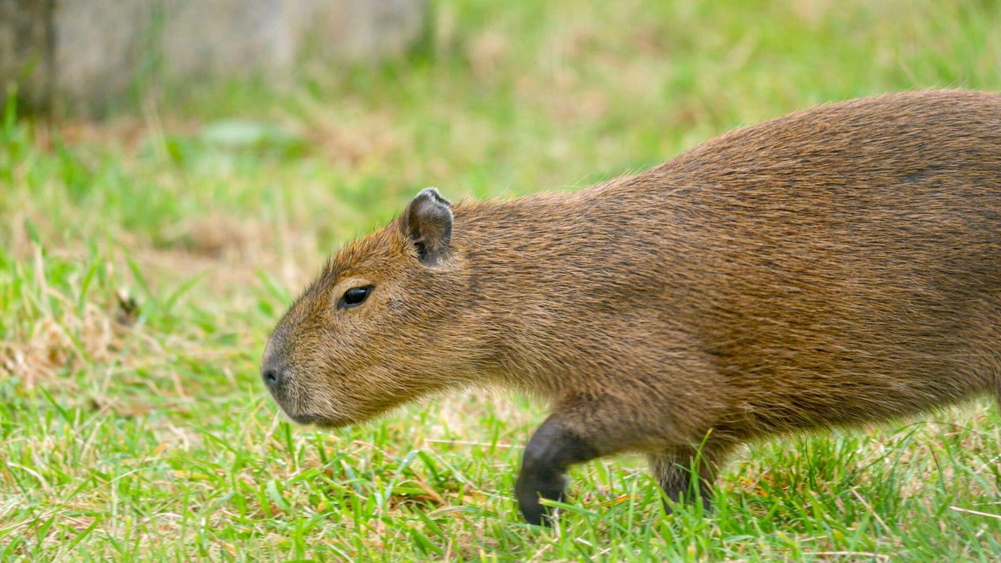 A capybara. It is a large, brown rodent with black eyes, feet and small black ears. It is walking along through a grassy area in a zoo enclosure. 