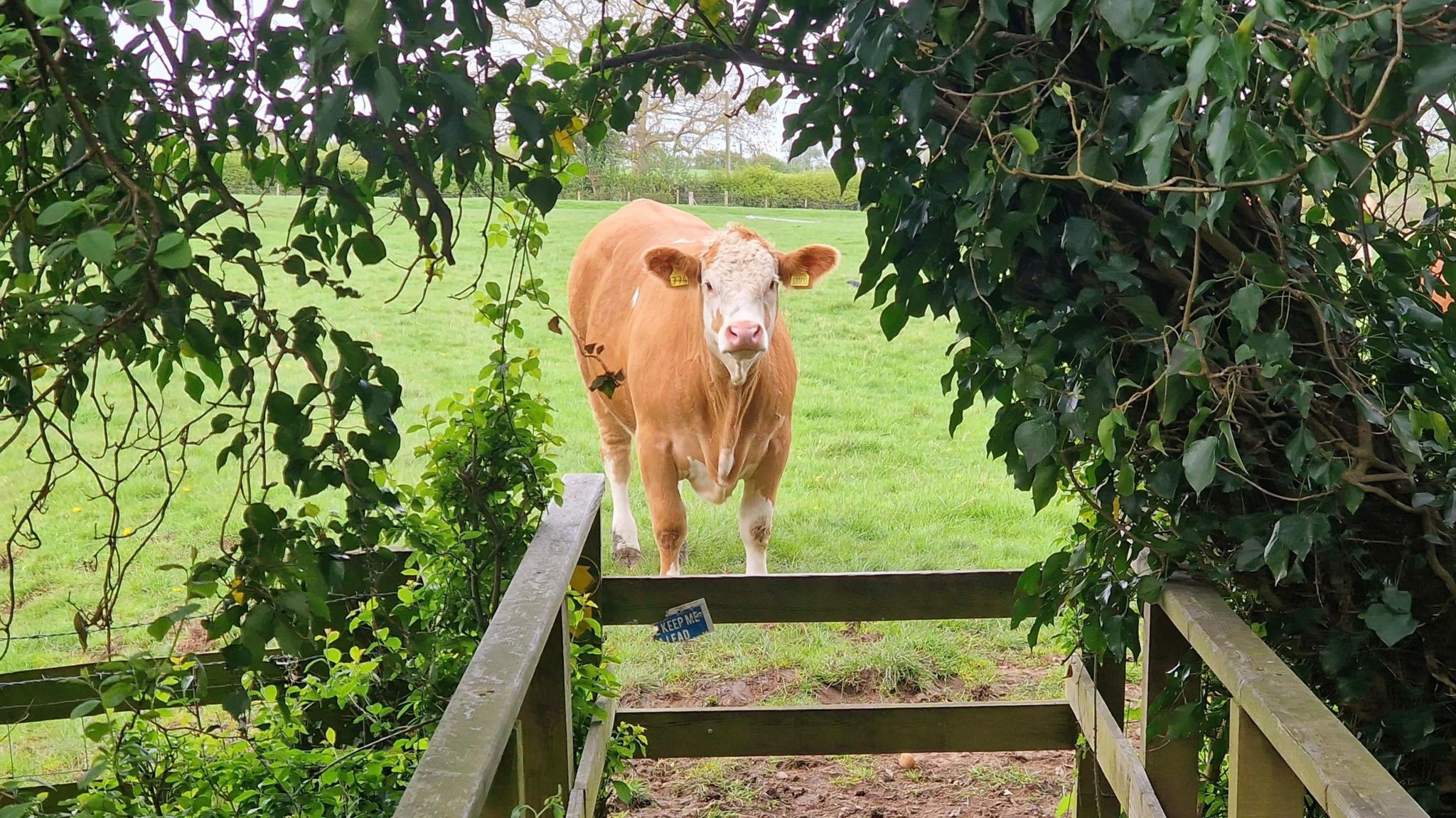 Cow in Long Lawford Warwickshire