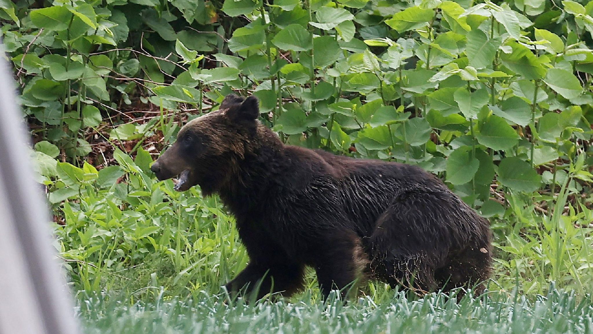 A brown bear on the loose in the Hokkaido prefecture in 2021.