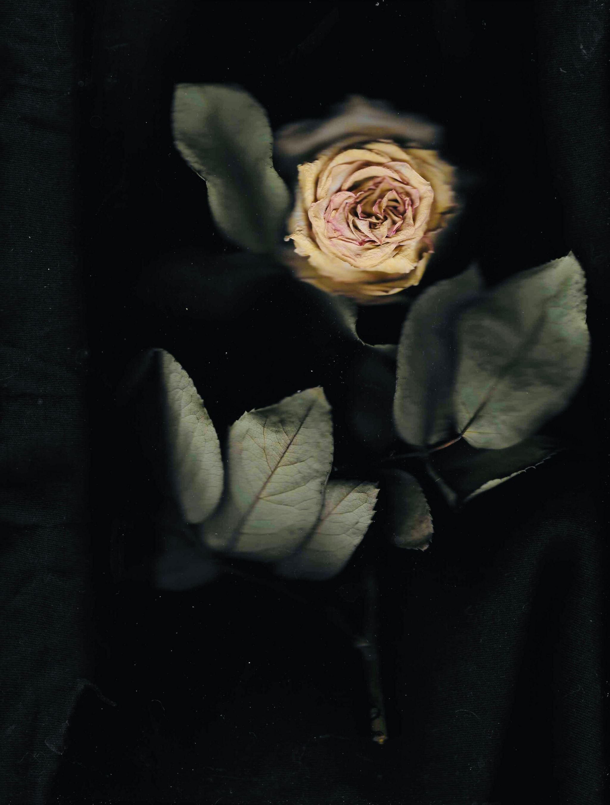 A rose