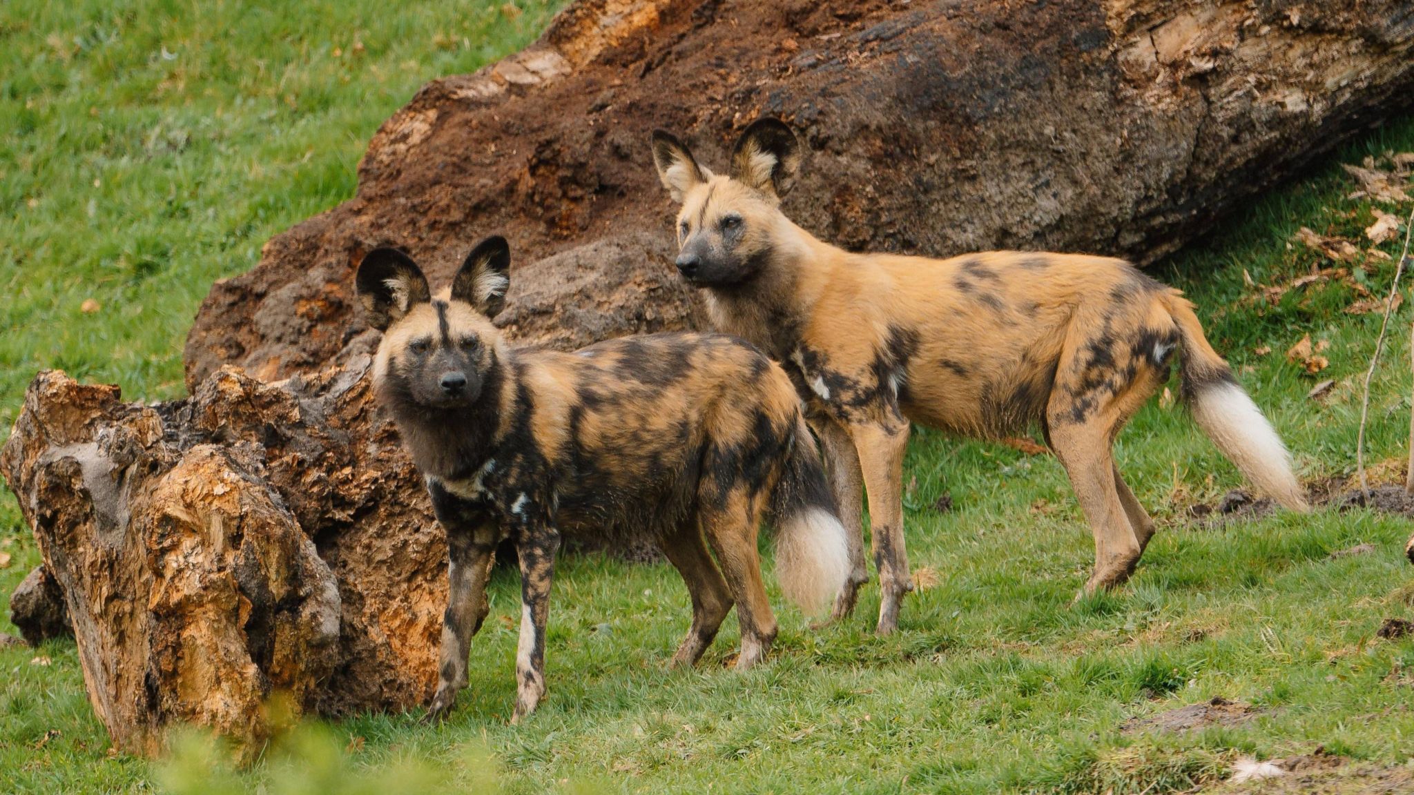 Pair of African painted dogs