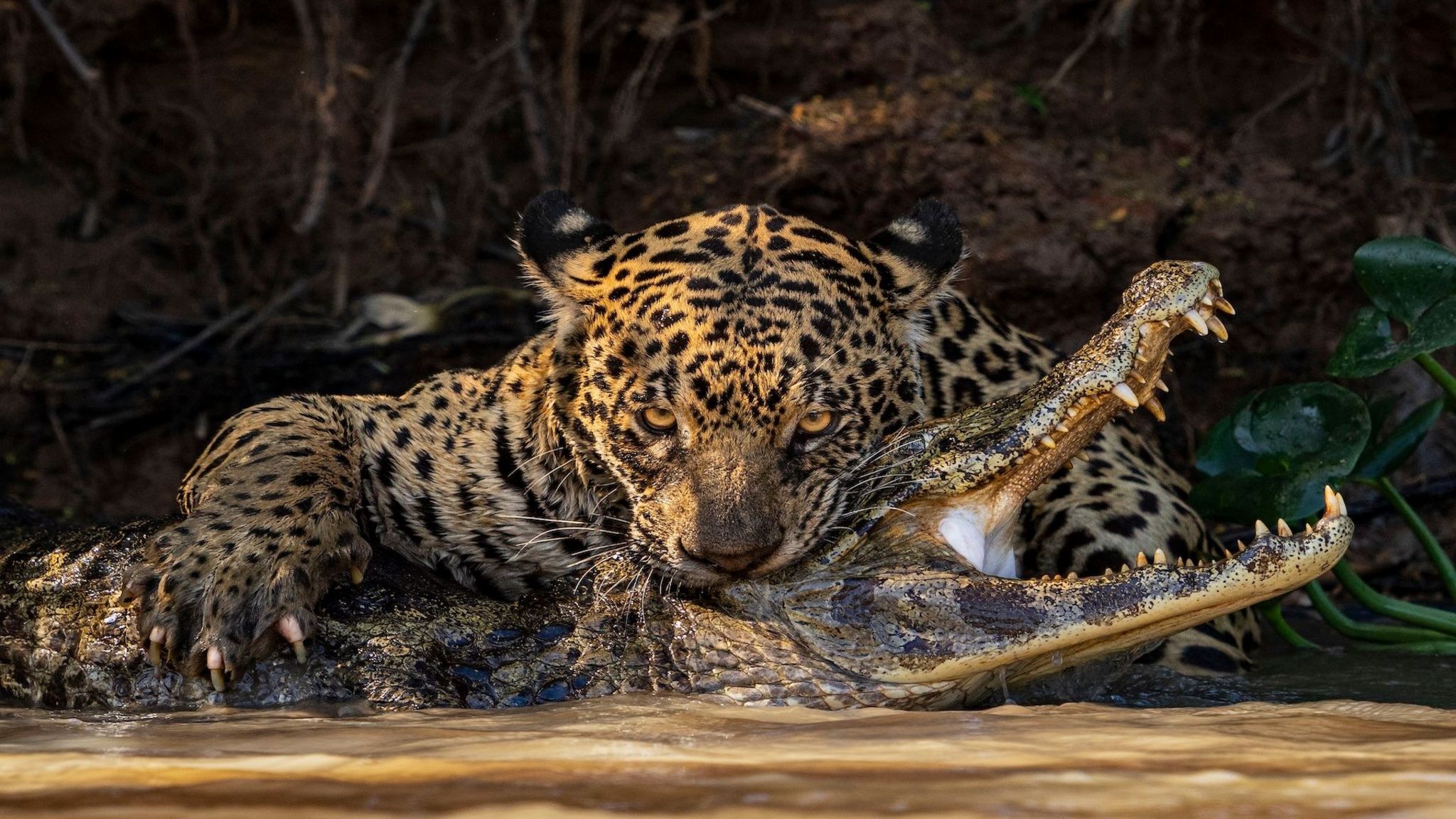 jaguar biting caiman in water