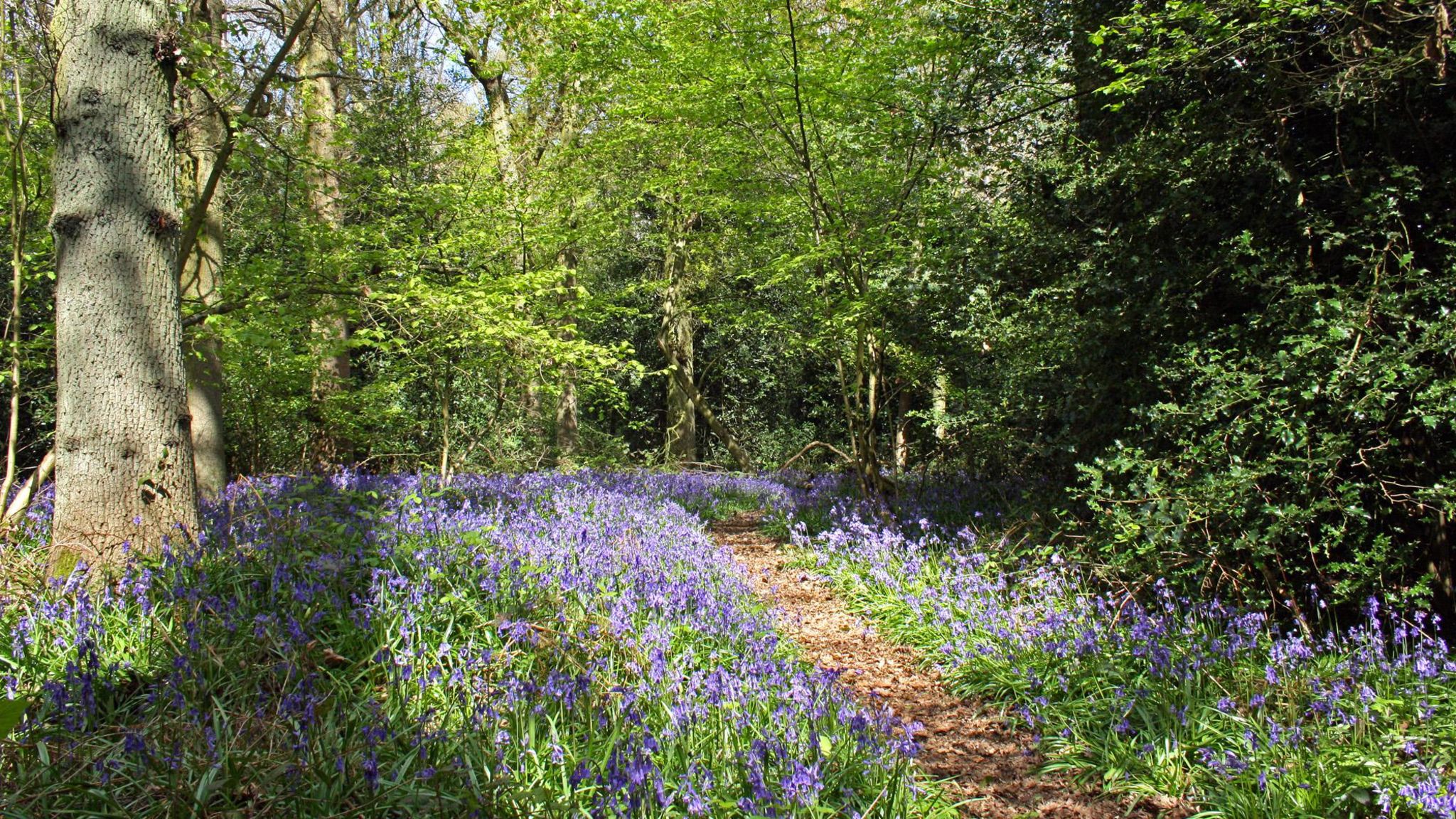 Longspring Wood, close to Kings Langley