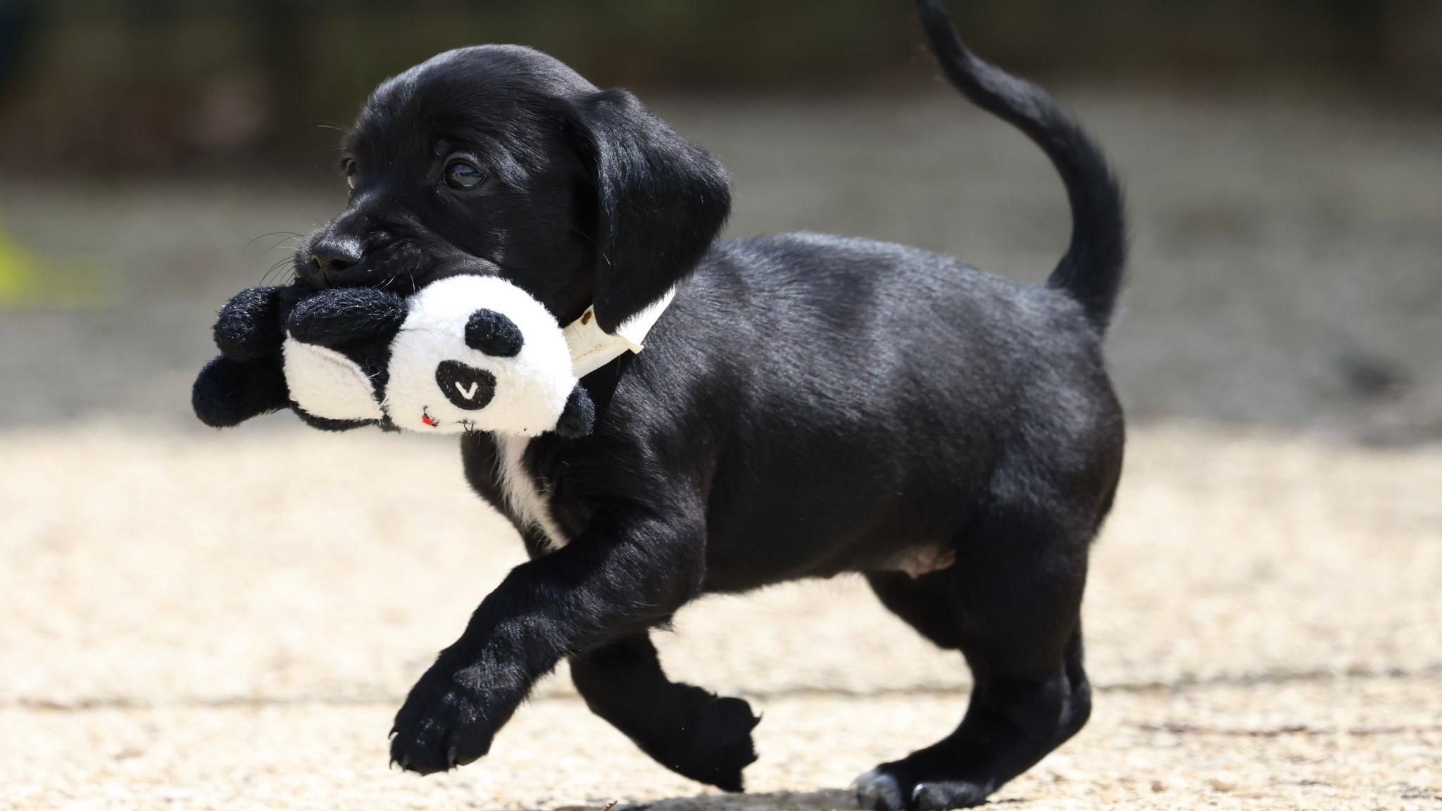 A black puppy running with a small stuffed panda toy in its mouth