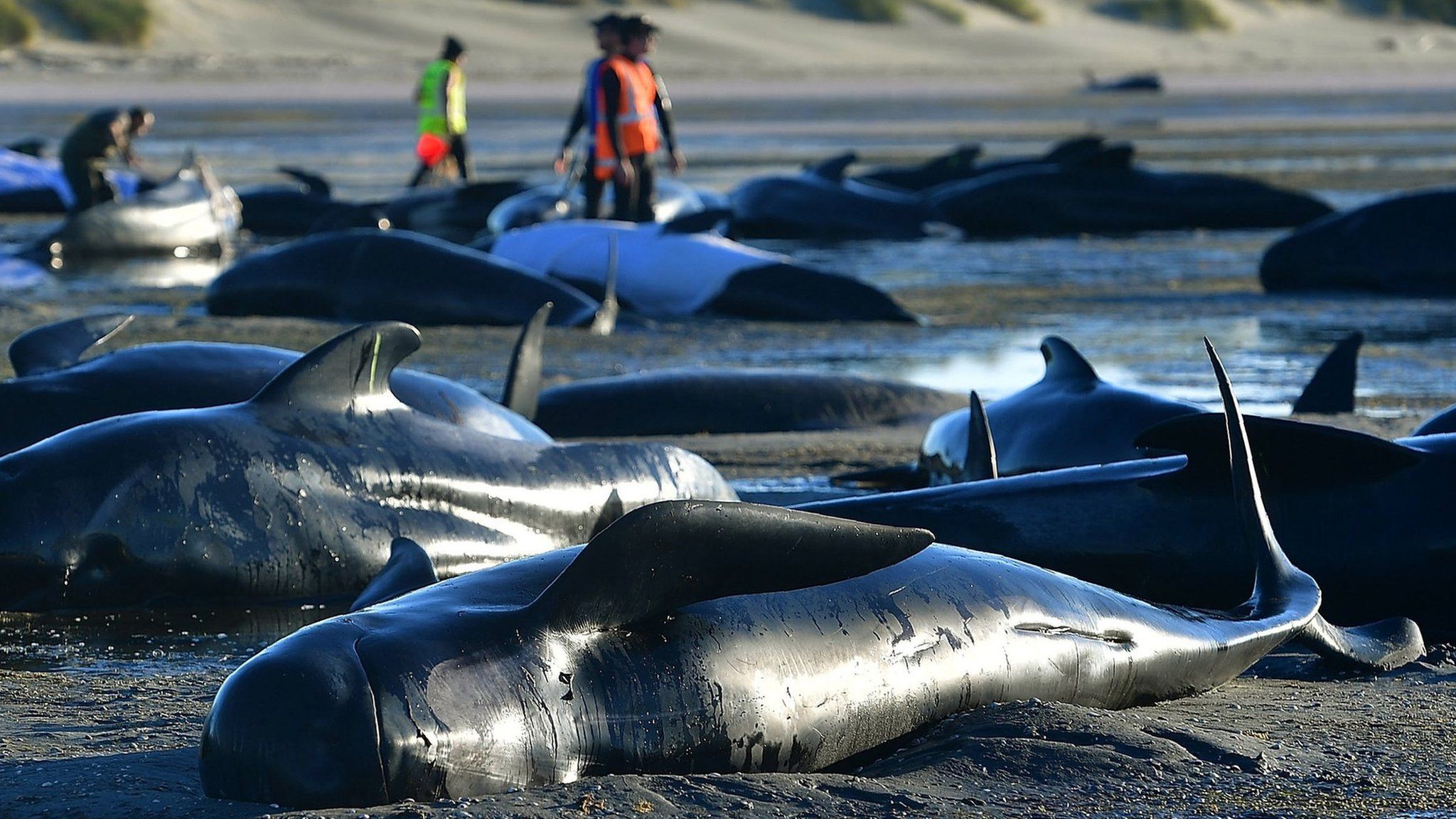 This picture taken on February 11, 2017 shows pilot whales lying on a beach during a mass stranding