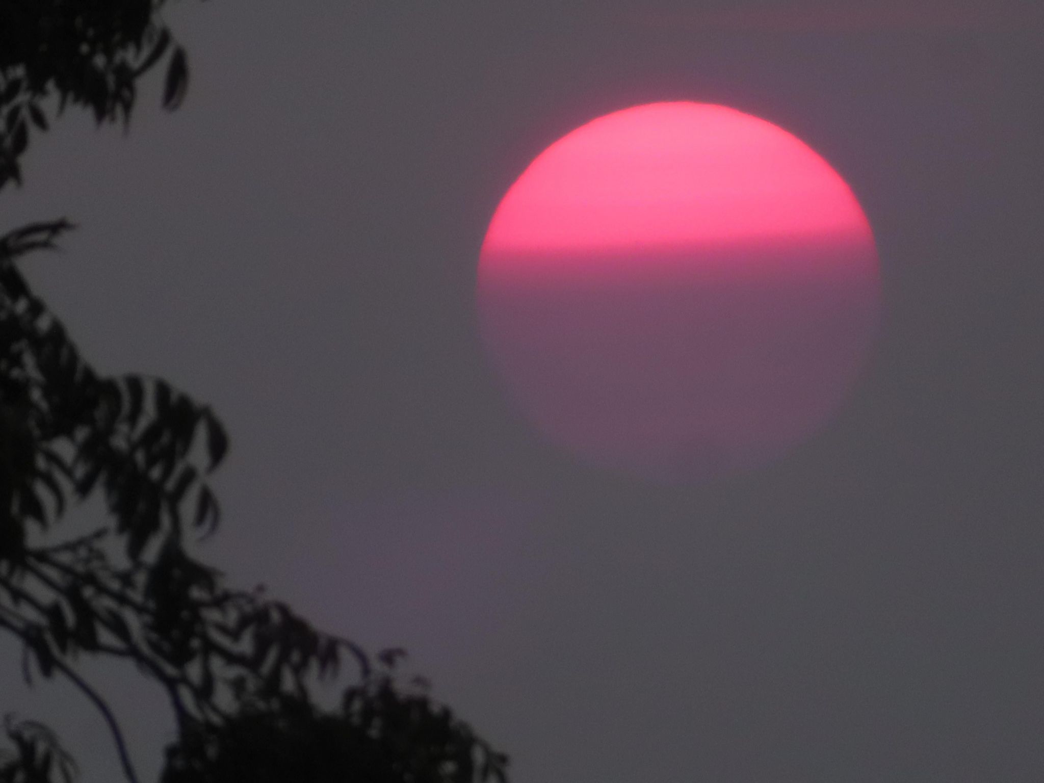 A pink sun setting with branches in the bottom left corner