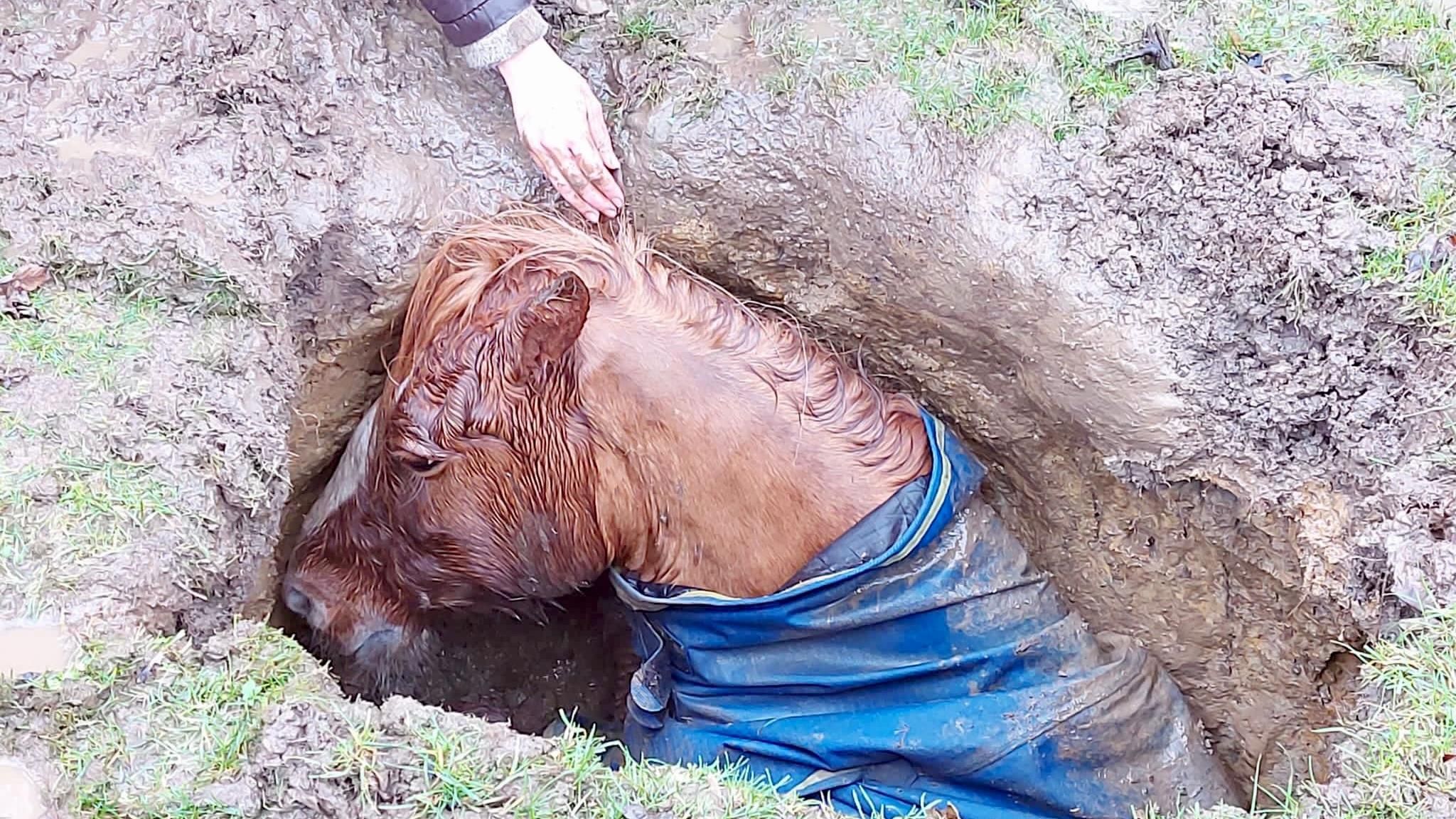 A horse trapped in a hole in a field