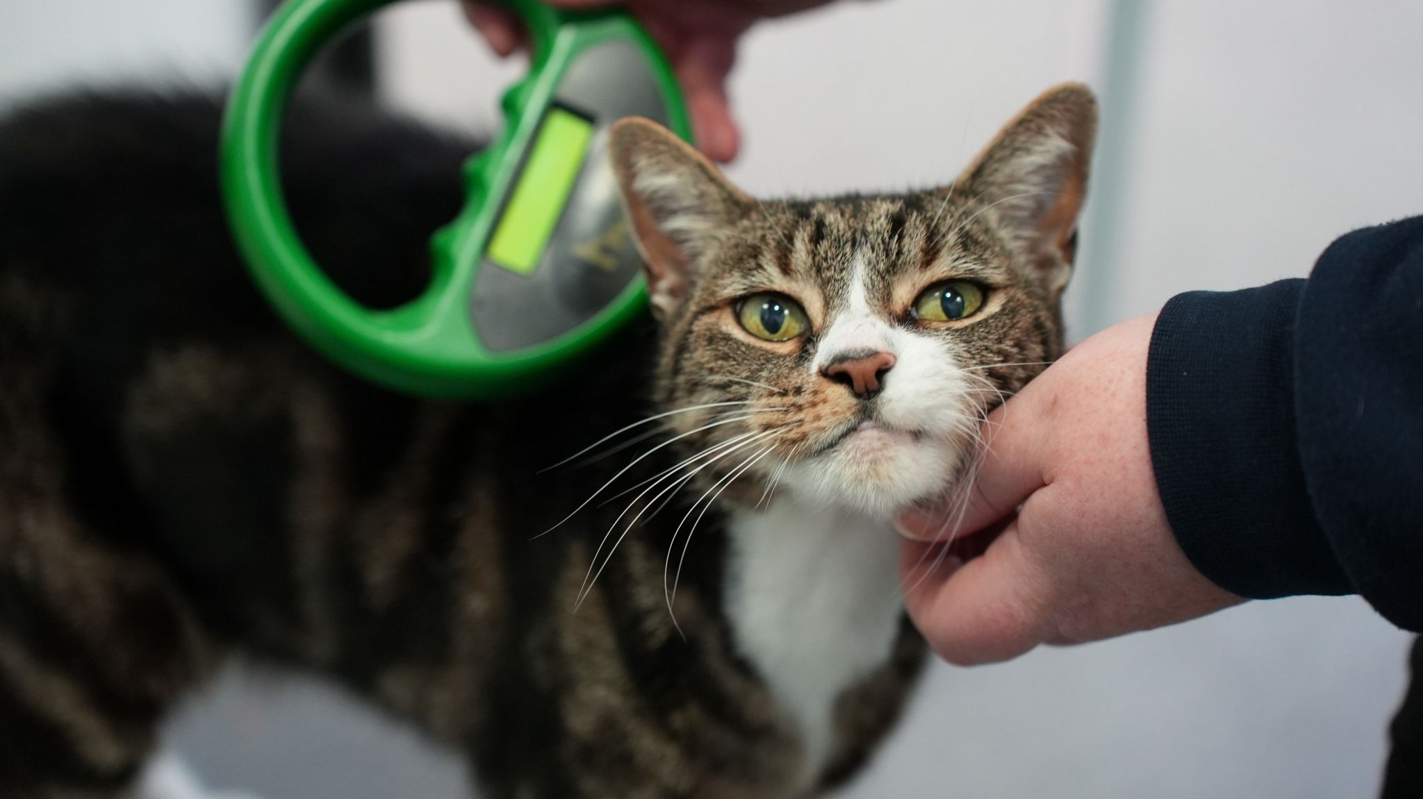 Cat Owners In Devon And Cornwall Warned To Microchip Pets Soon BBC News
