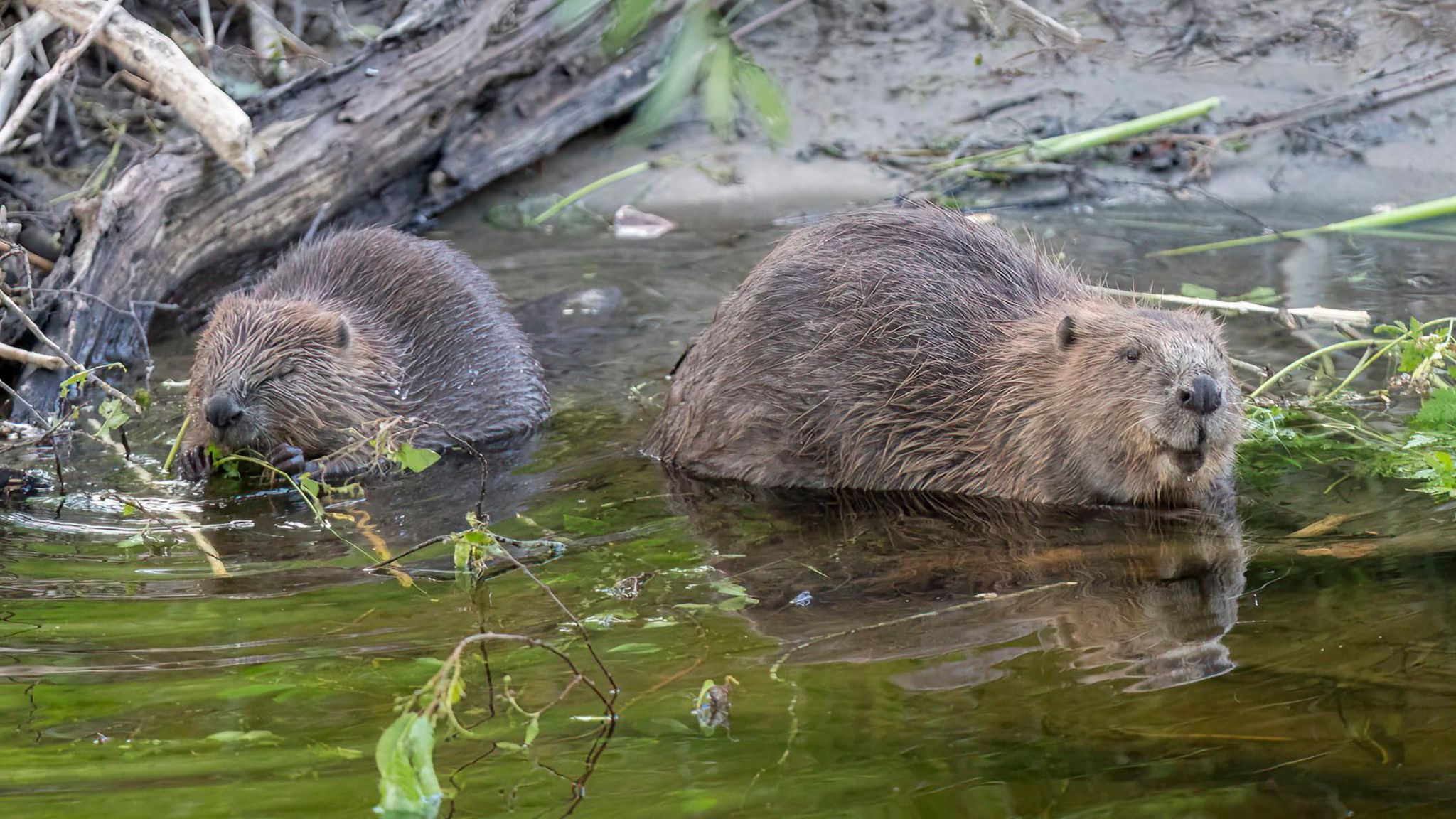 Undated handout photo of beavers eating