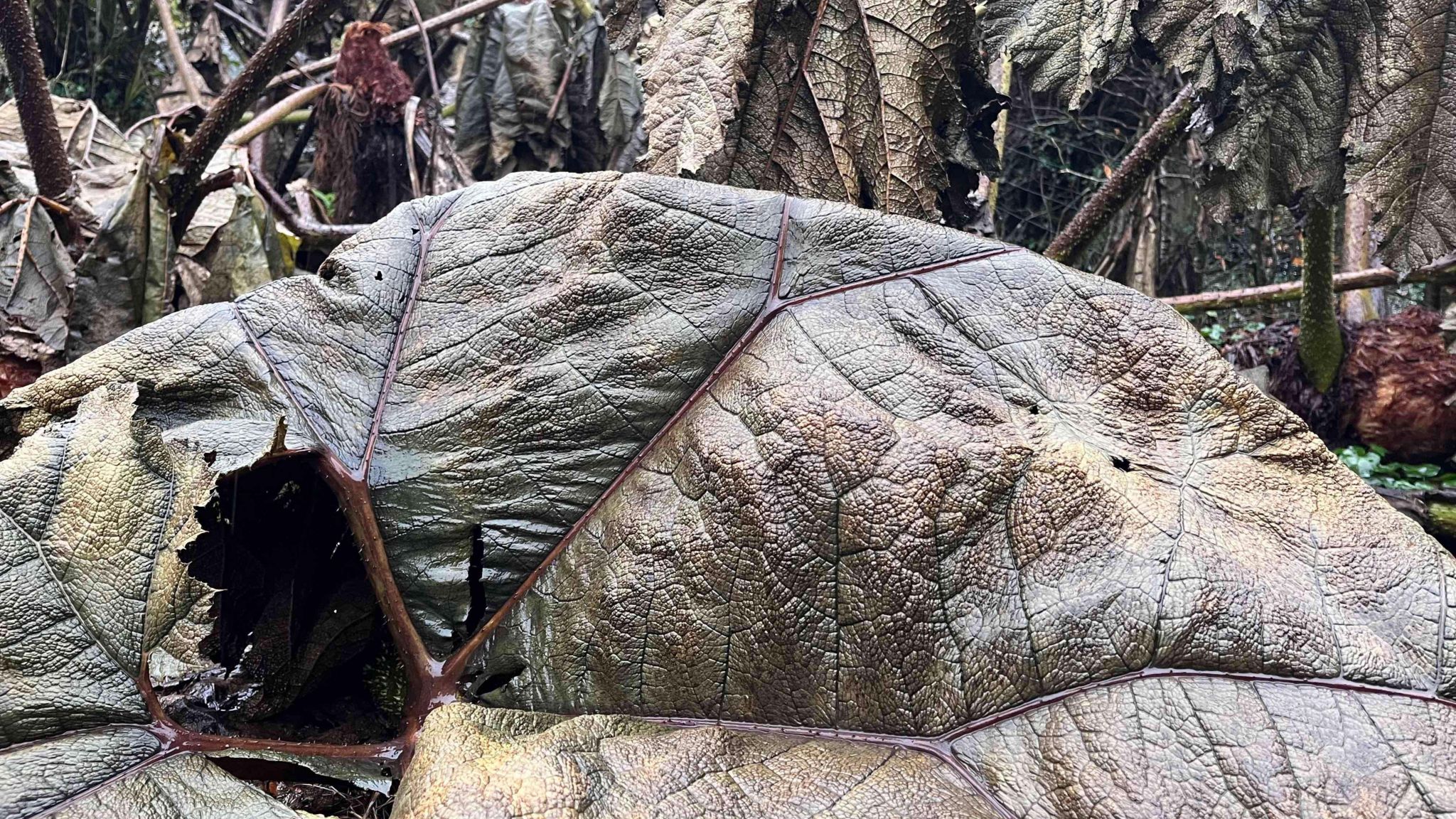 Plymouth garden waste collection registration opens BBC News