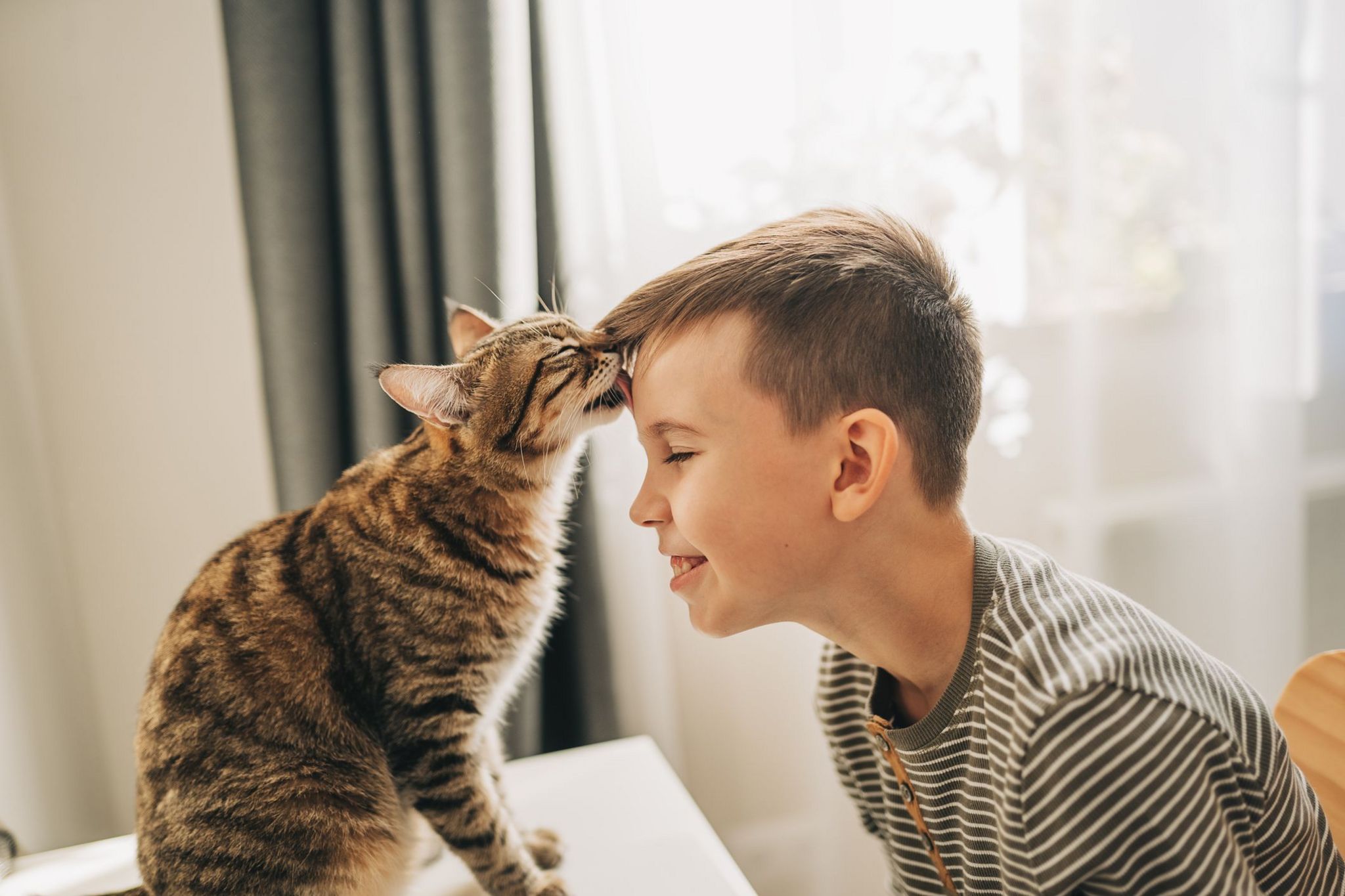 cat playing with boy. 