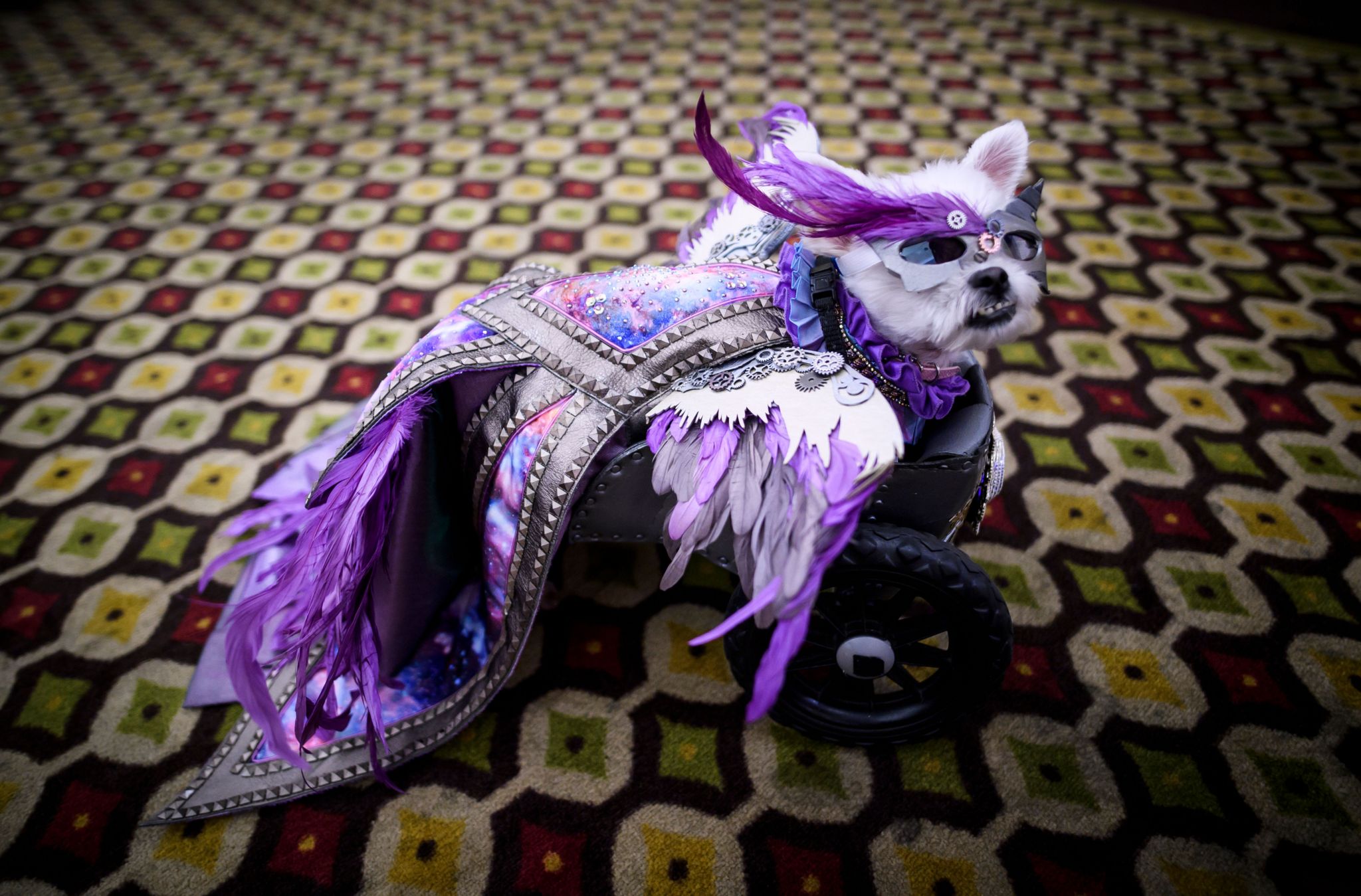 New York pet fashion show: Diva dogs in amazing costumes - BBC Newsround