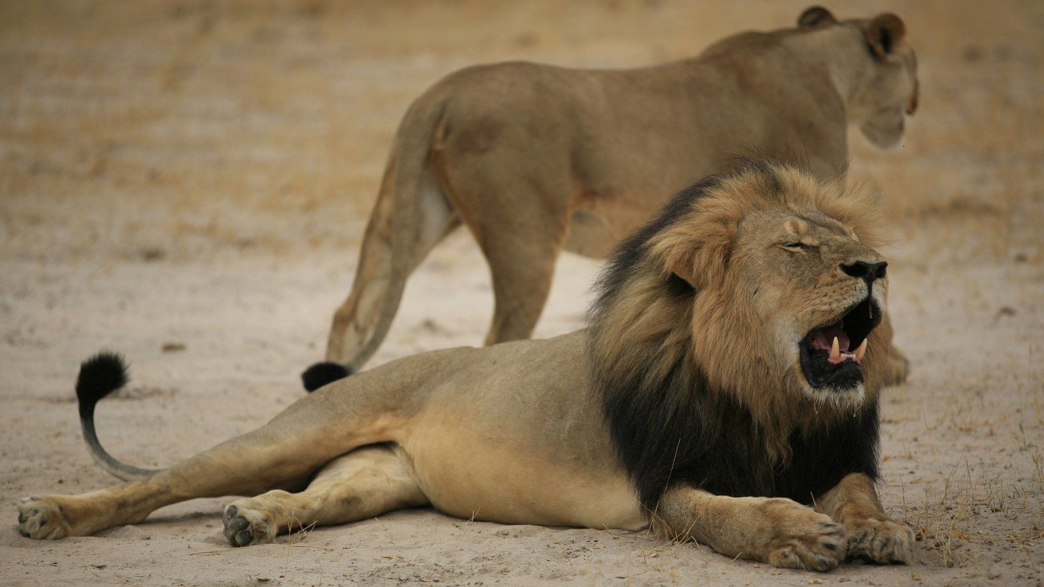 Handout photo of Cecil the lion in 2012