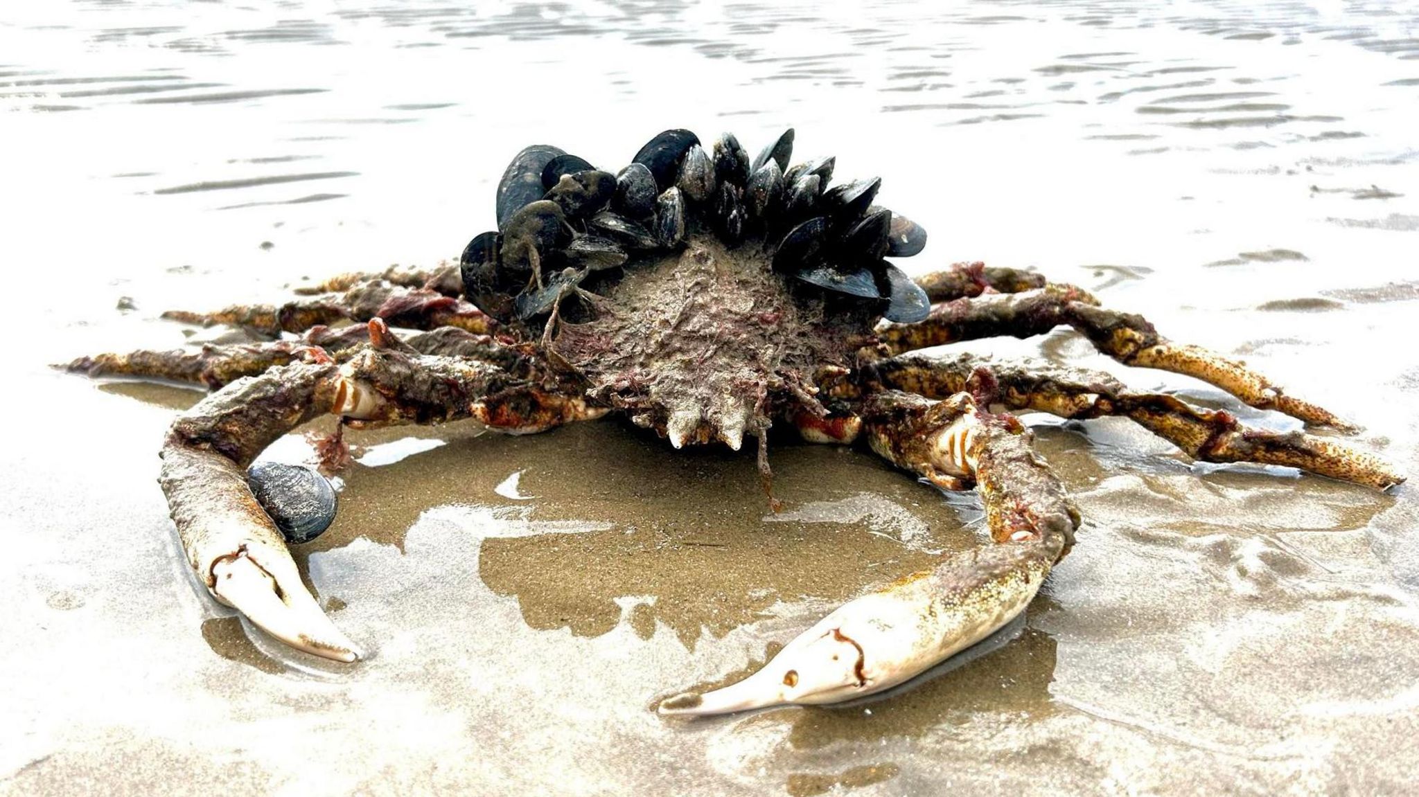 The spider crab which washed up at Talybont, near Barmouth