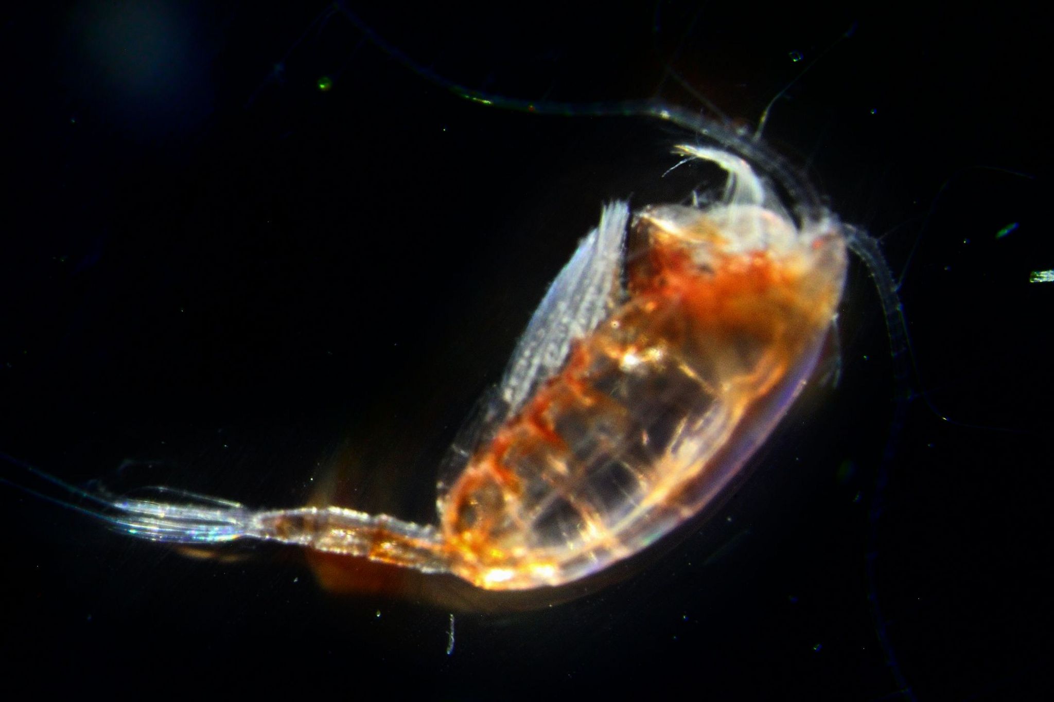 A copepod under the microscope