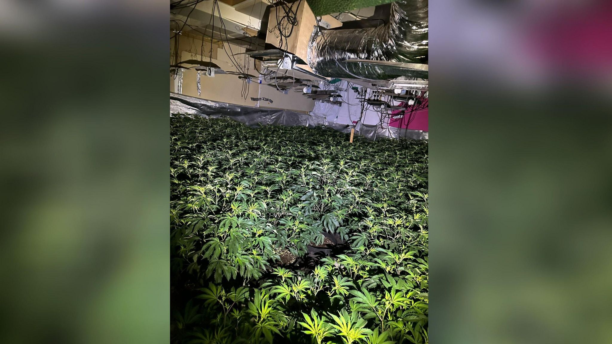 Thousands of cannabis plants found with equipment at this large-scale growing operation in Stockport 