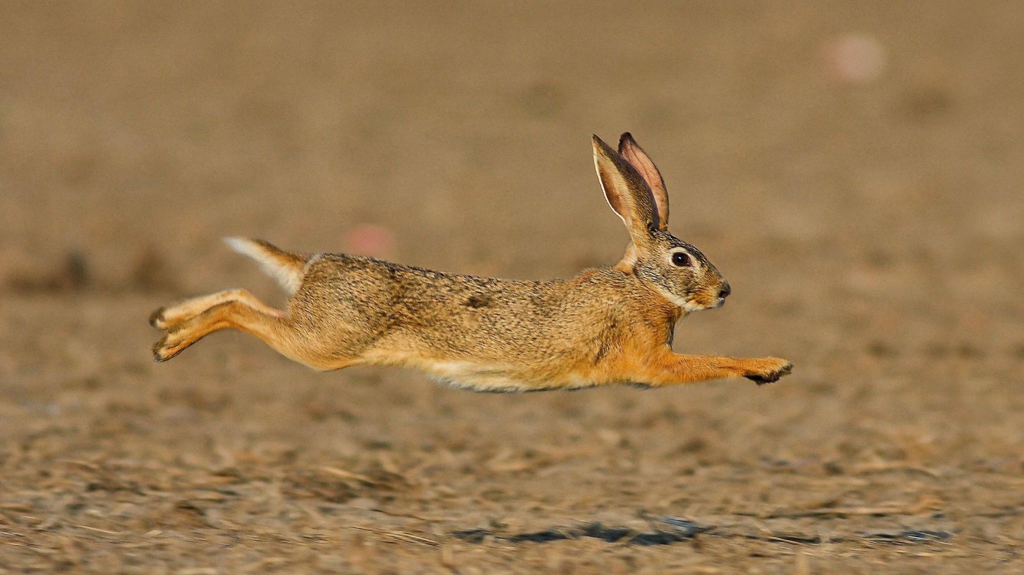 A brown-ginger hare runs across a brown field