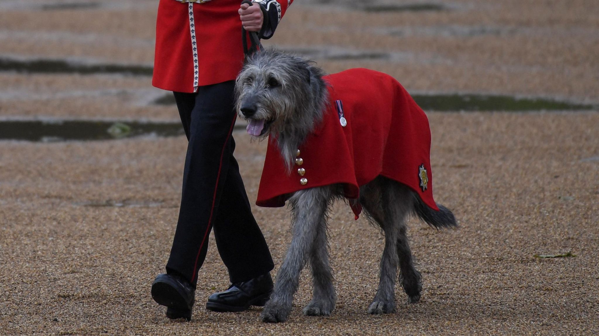 Seamus the dog with his tongue out and red outfit on, being led by soldier