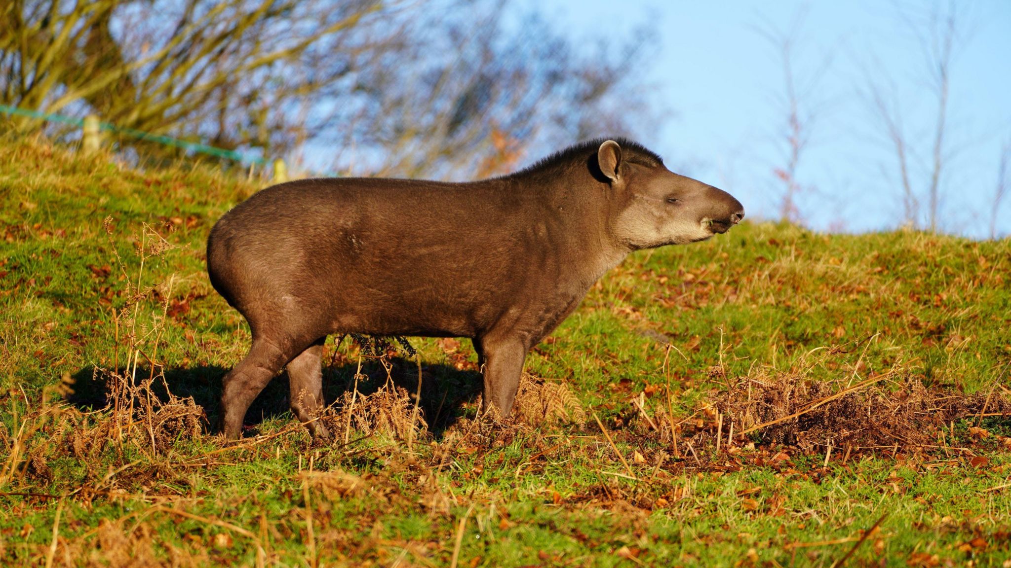 Tapir standing in the grass