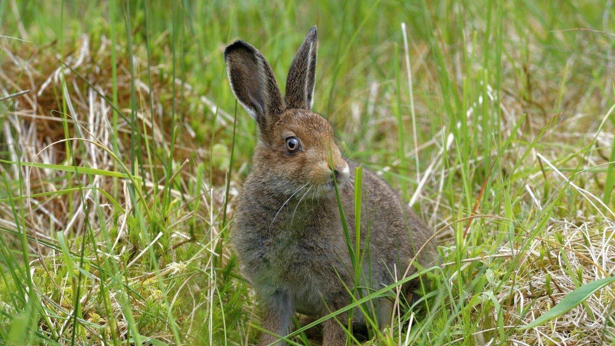Hare today, gone tomorrow: Rescued Nevis released - BBC News