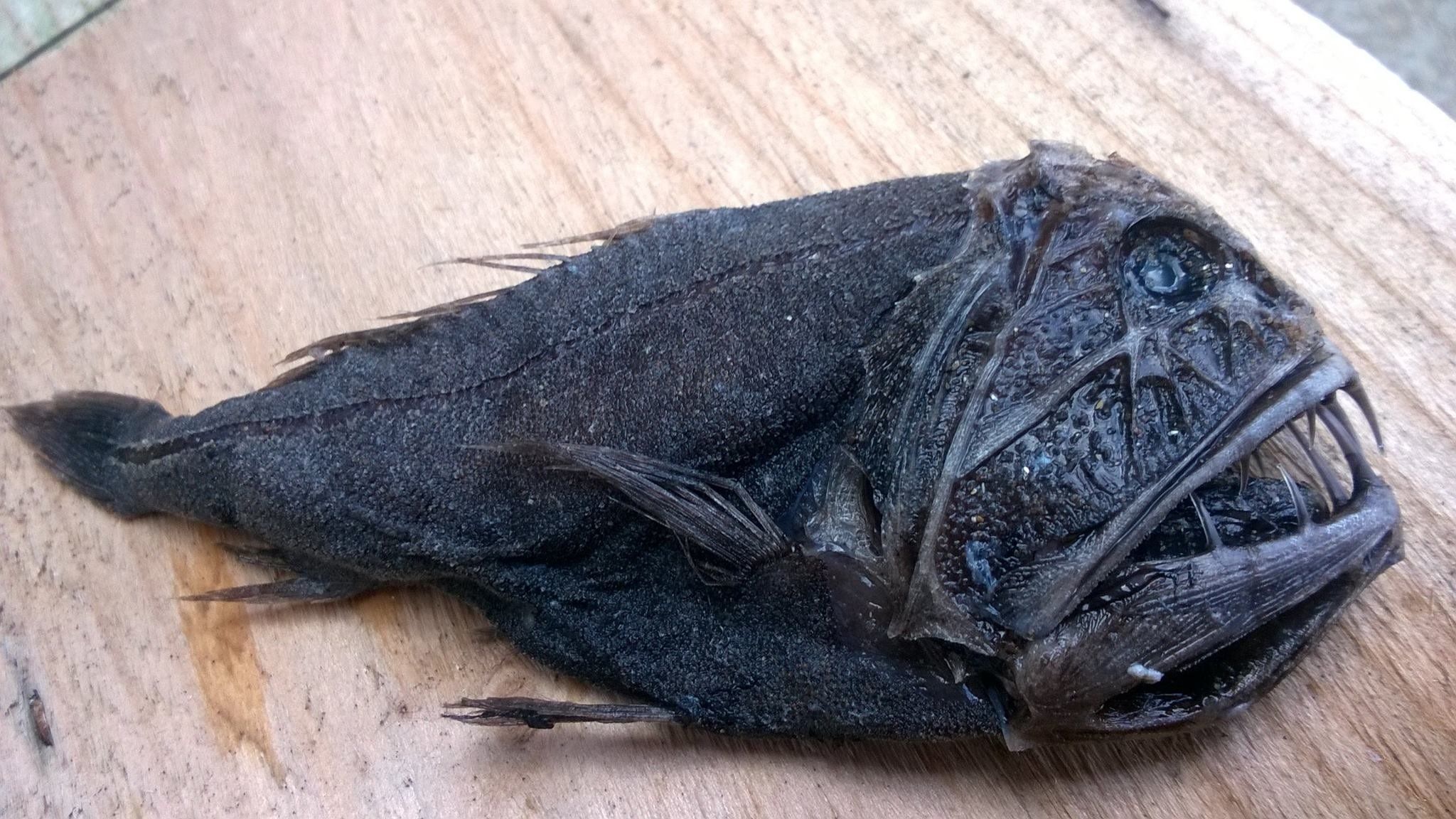 Monster surprise: Rarely-seen deep sea fish found on beach - BBC News