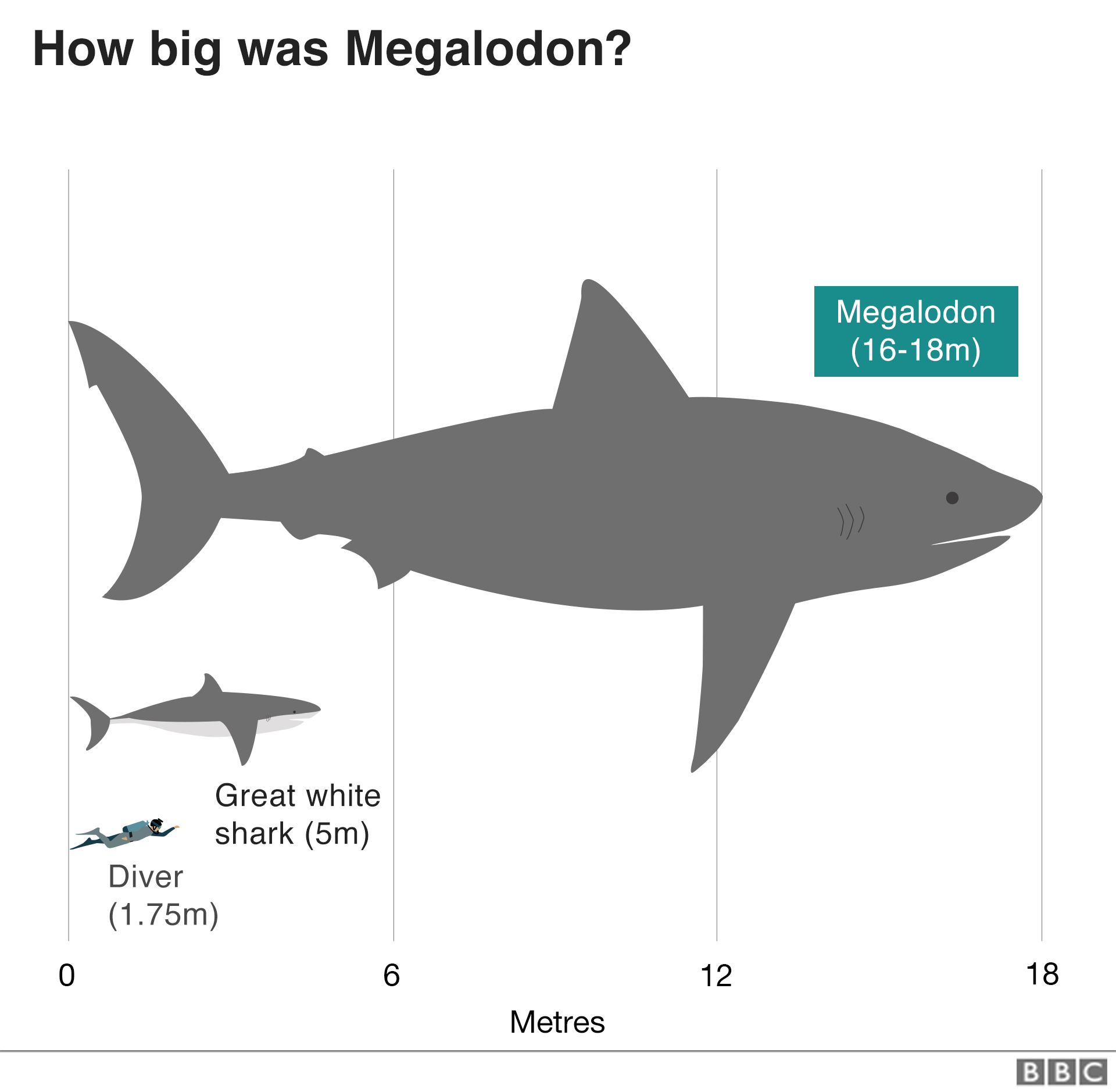 Chart showing size of the megalodon