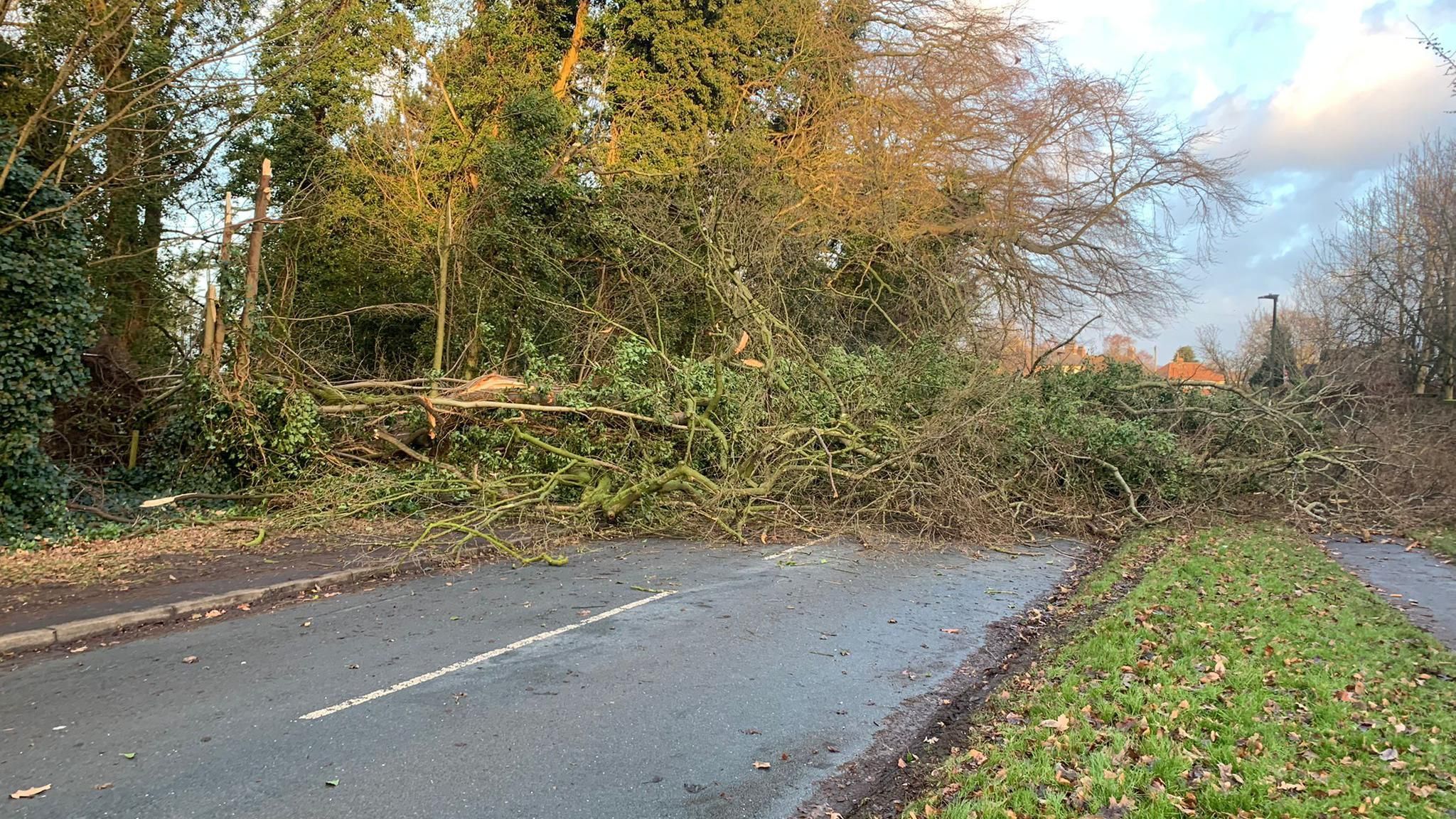 Tree blocks road in Poppleton, North Yorkshire, following Storm Isha